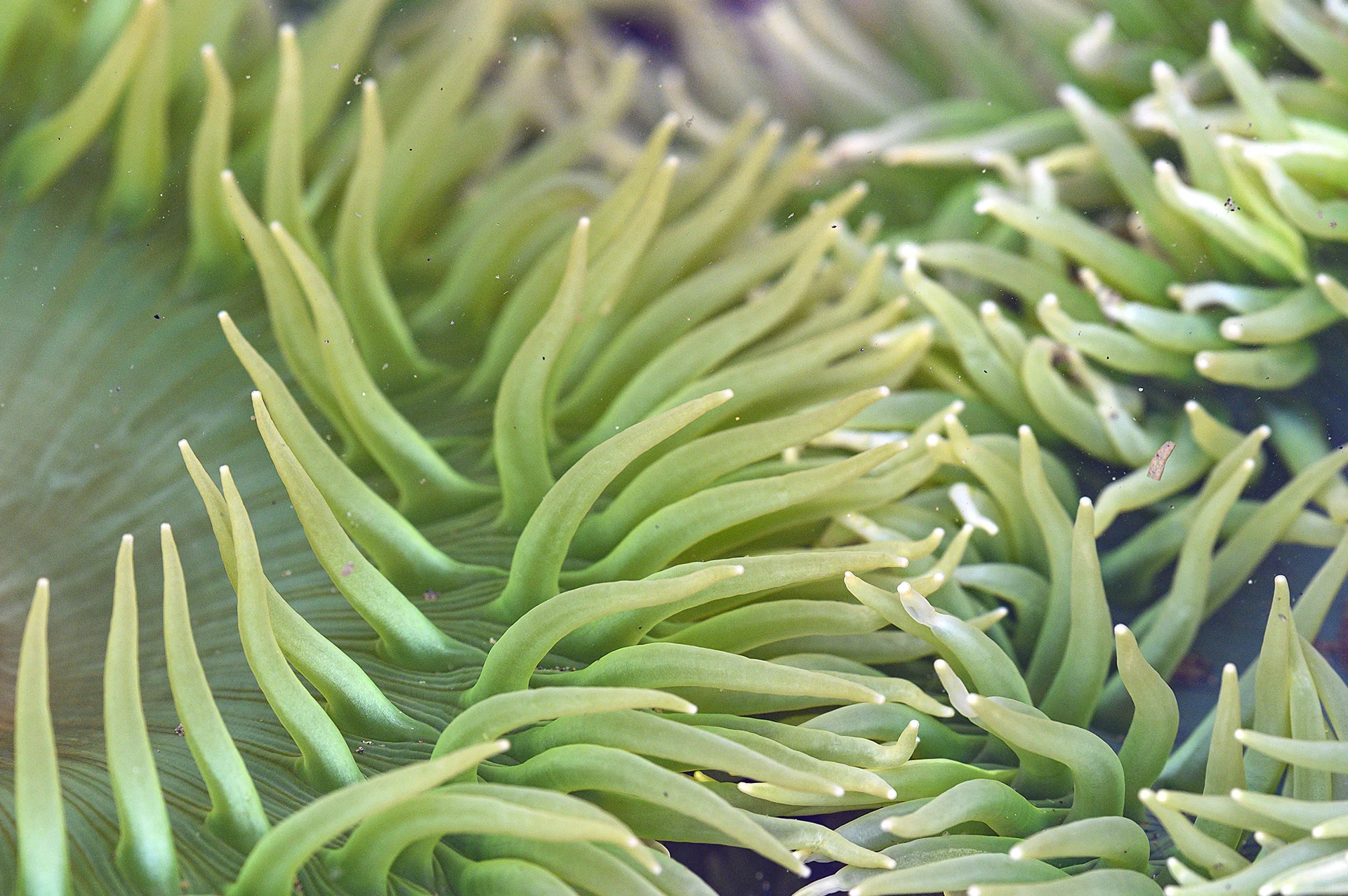 Anemone Tentacles