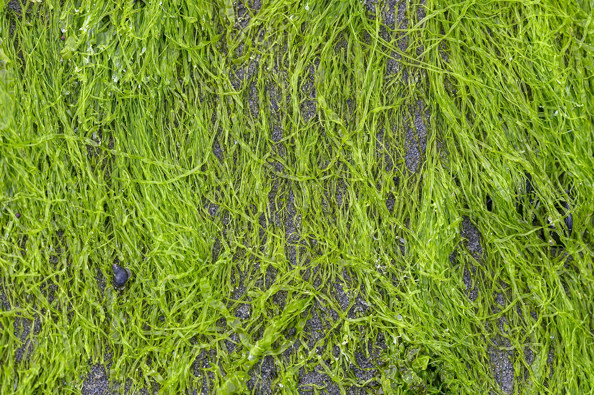 Seaweed on Rock