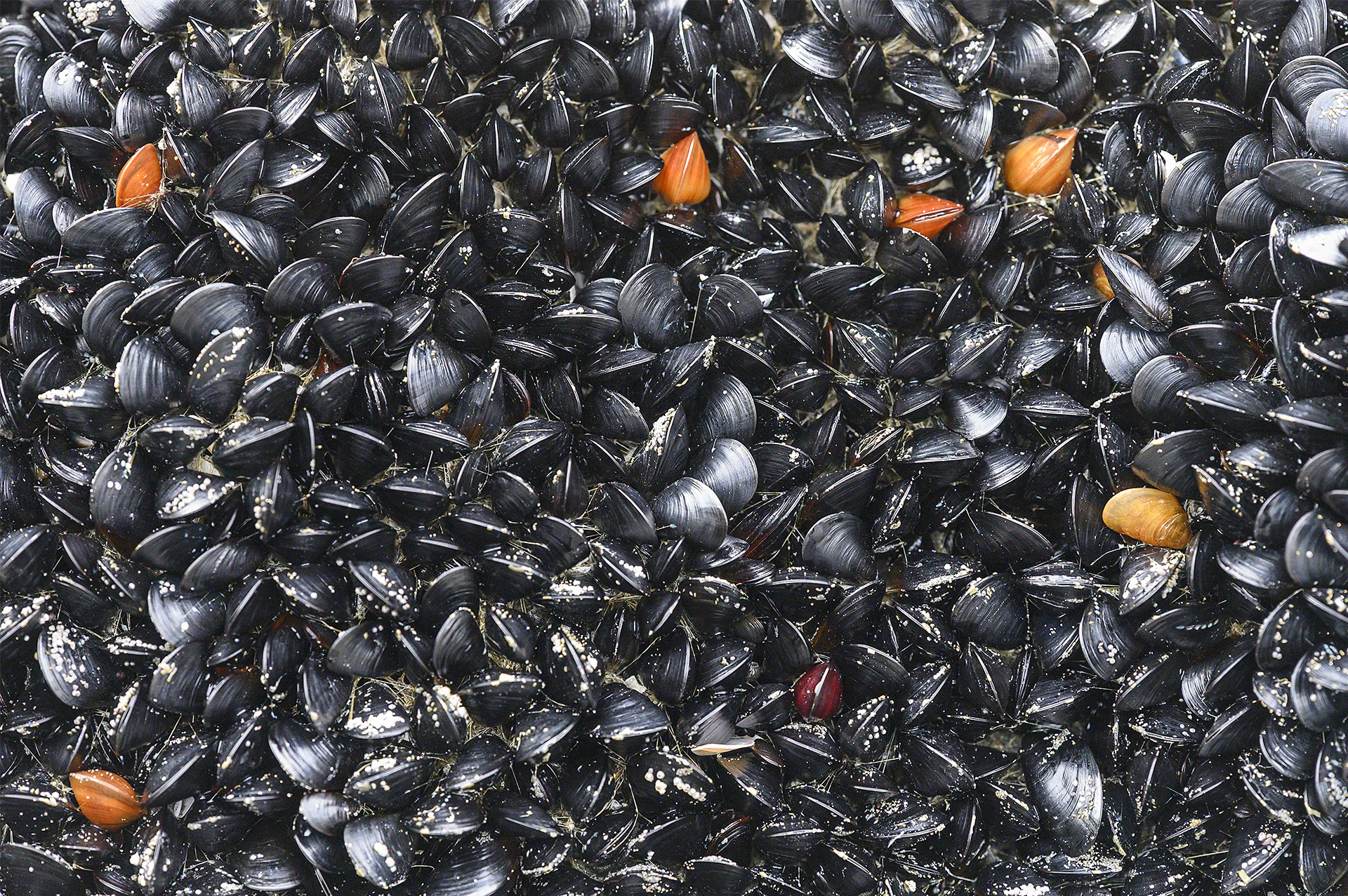 Mussels