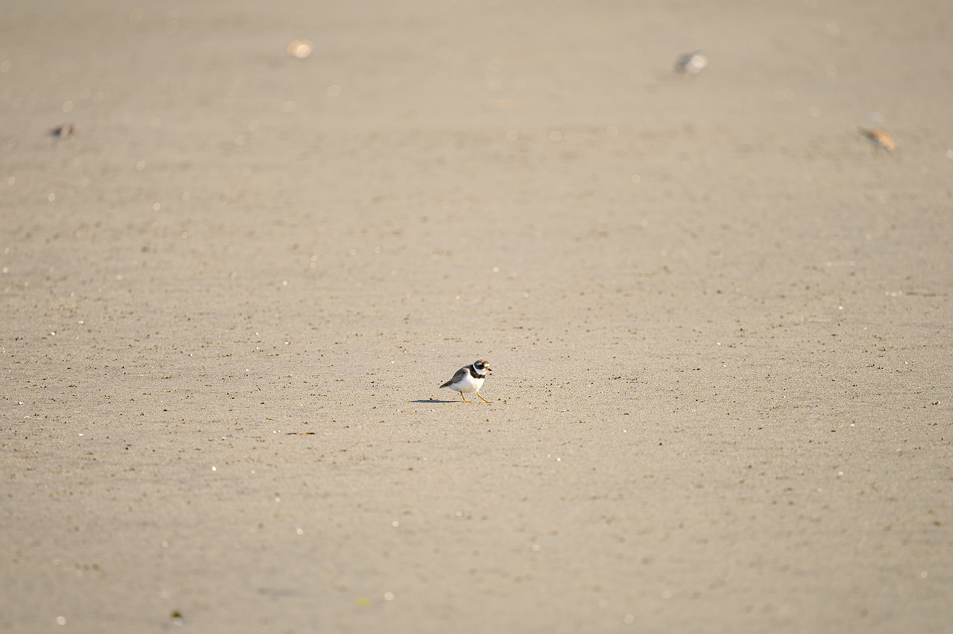 Semipalmated Plover