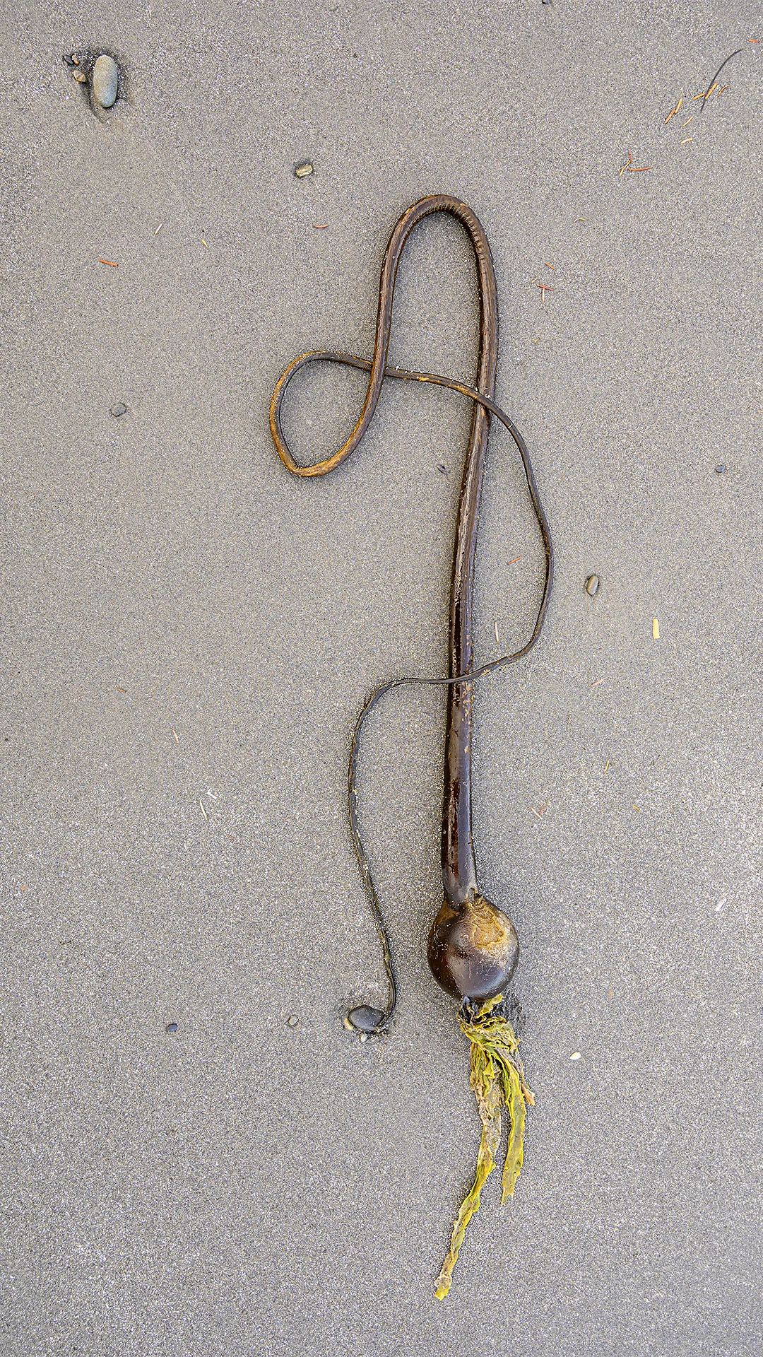 Kelp