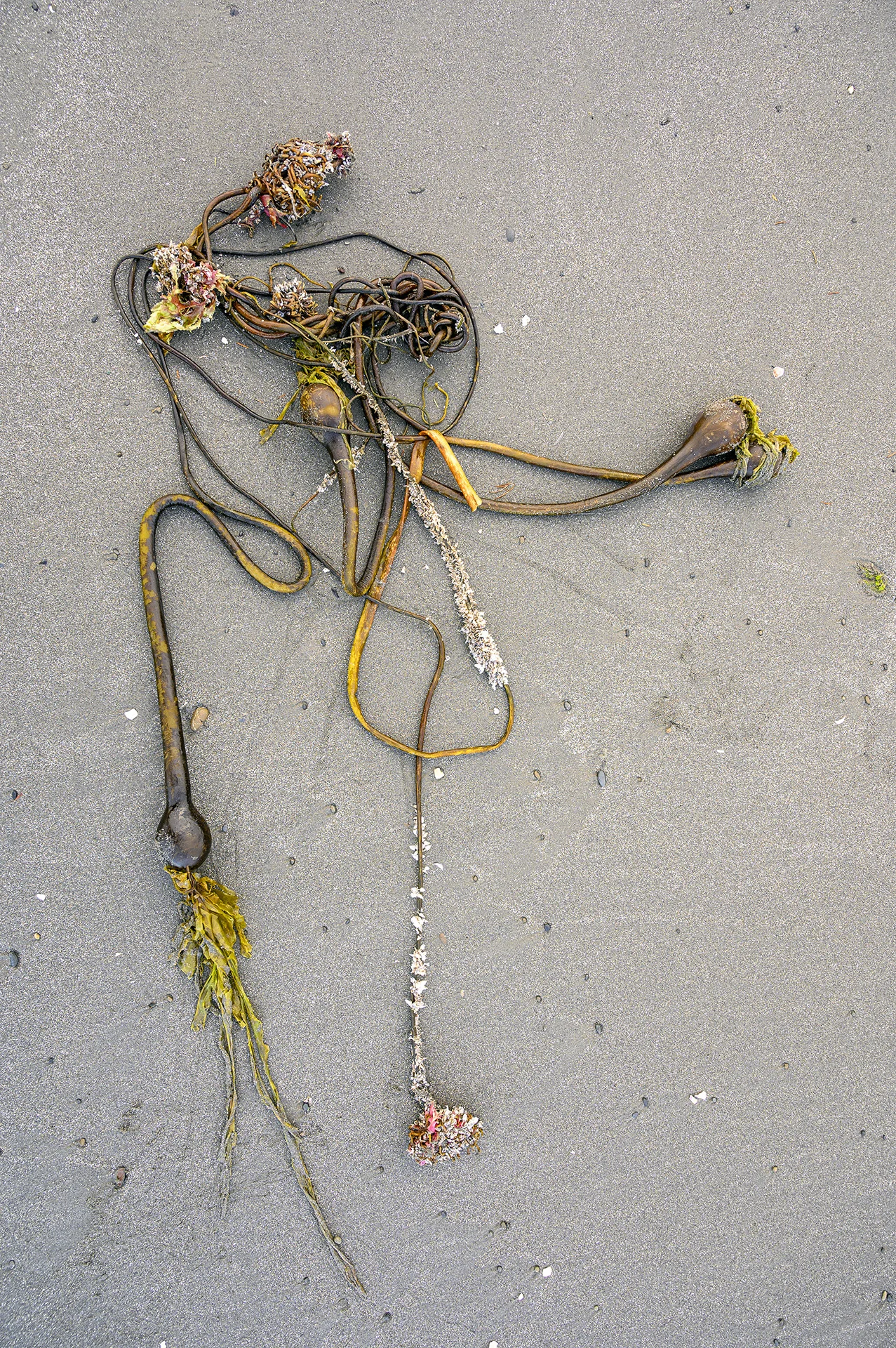 Kelp