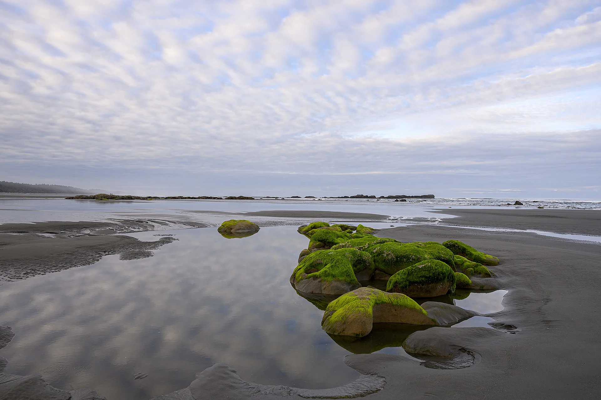 Seaweed Rocks