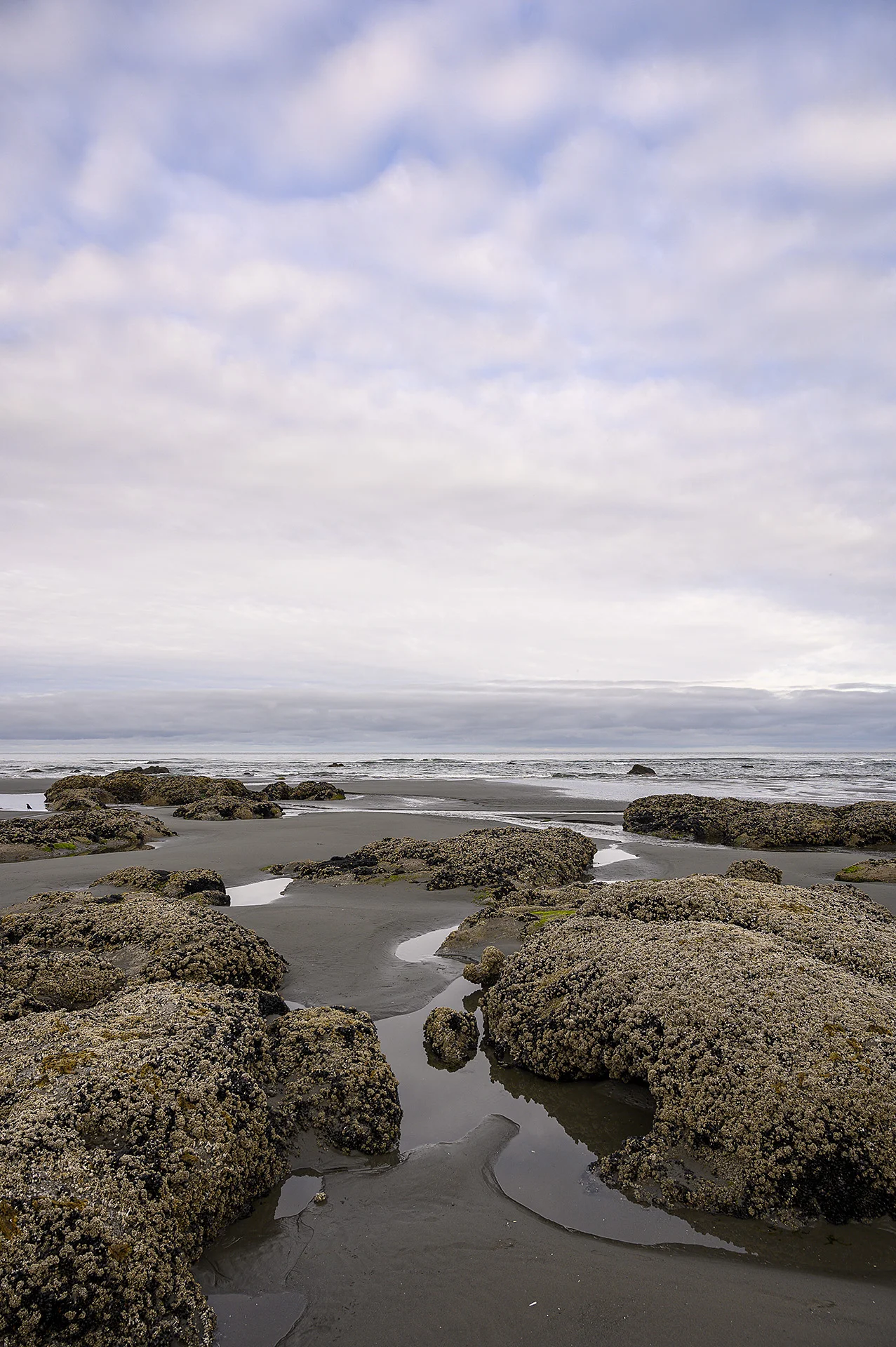 Barnacle Rocks