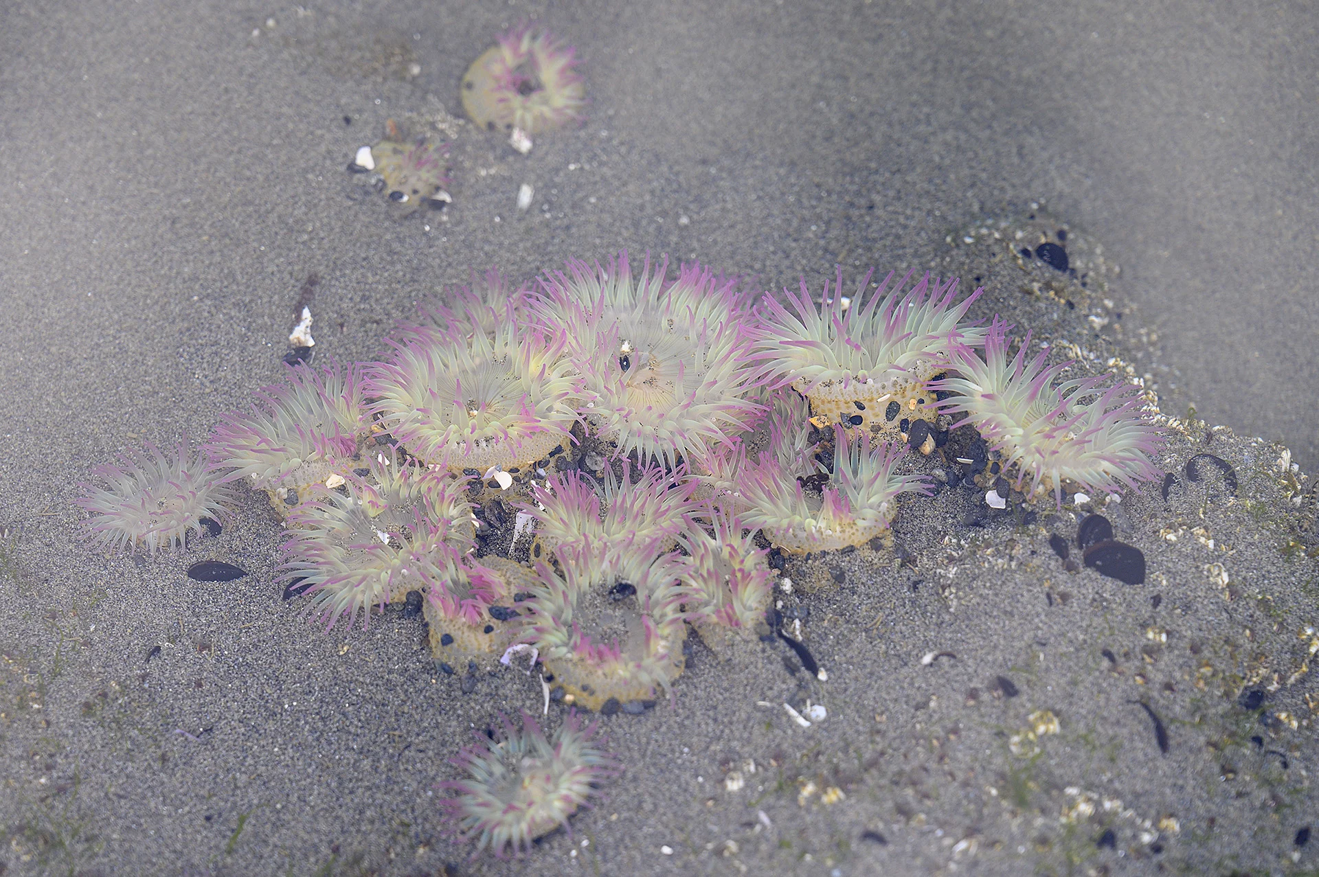 Anemones