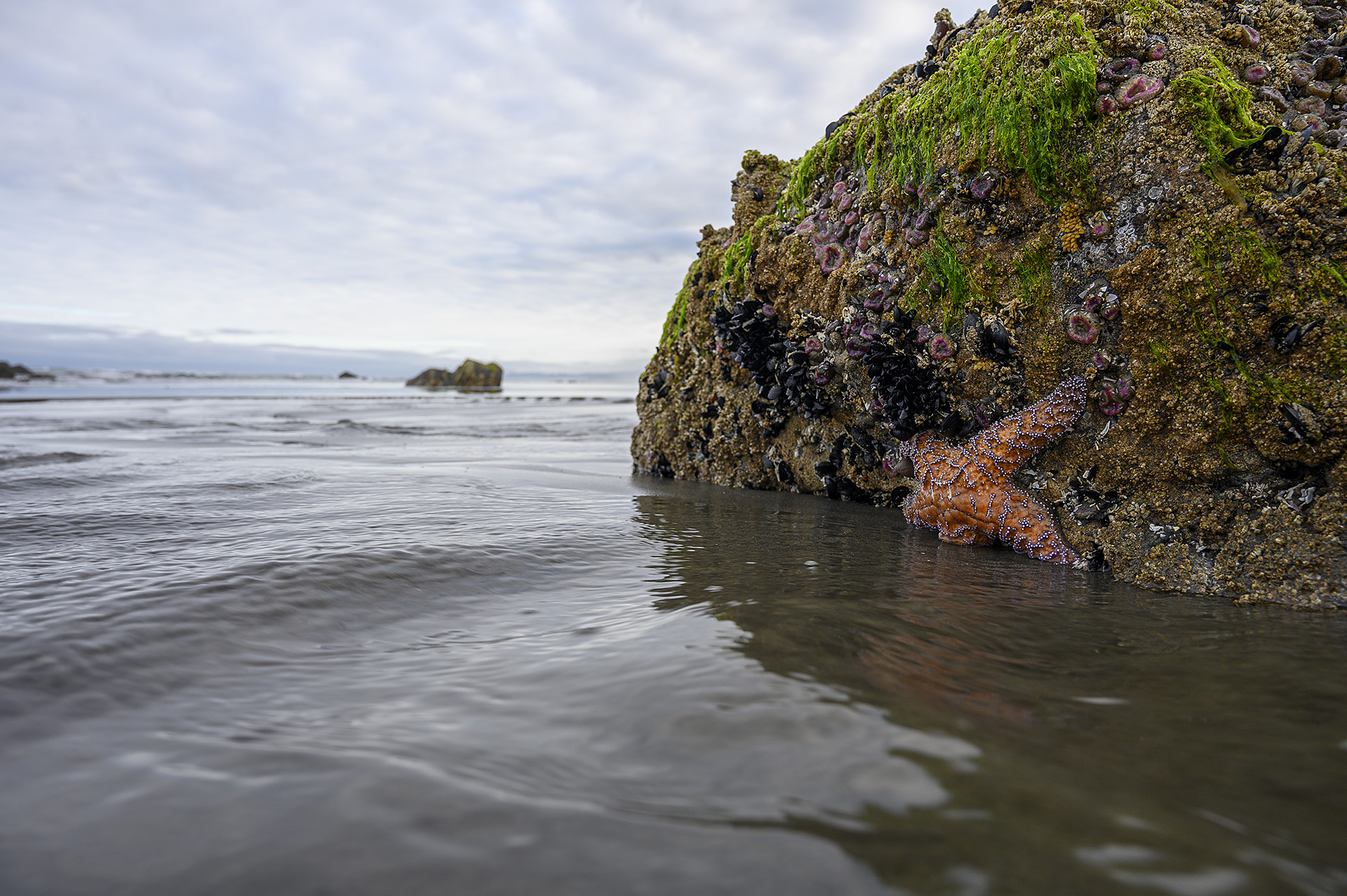 Seastar
