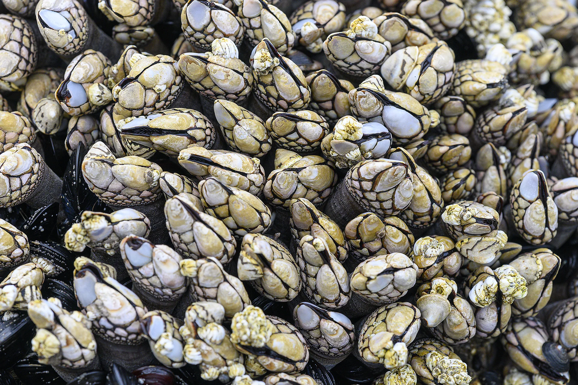 Barnacles