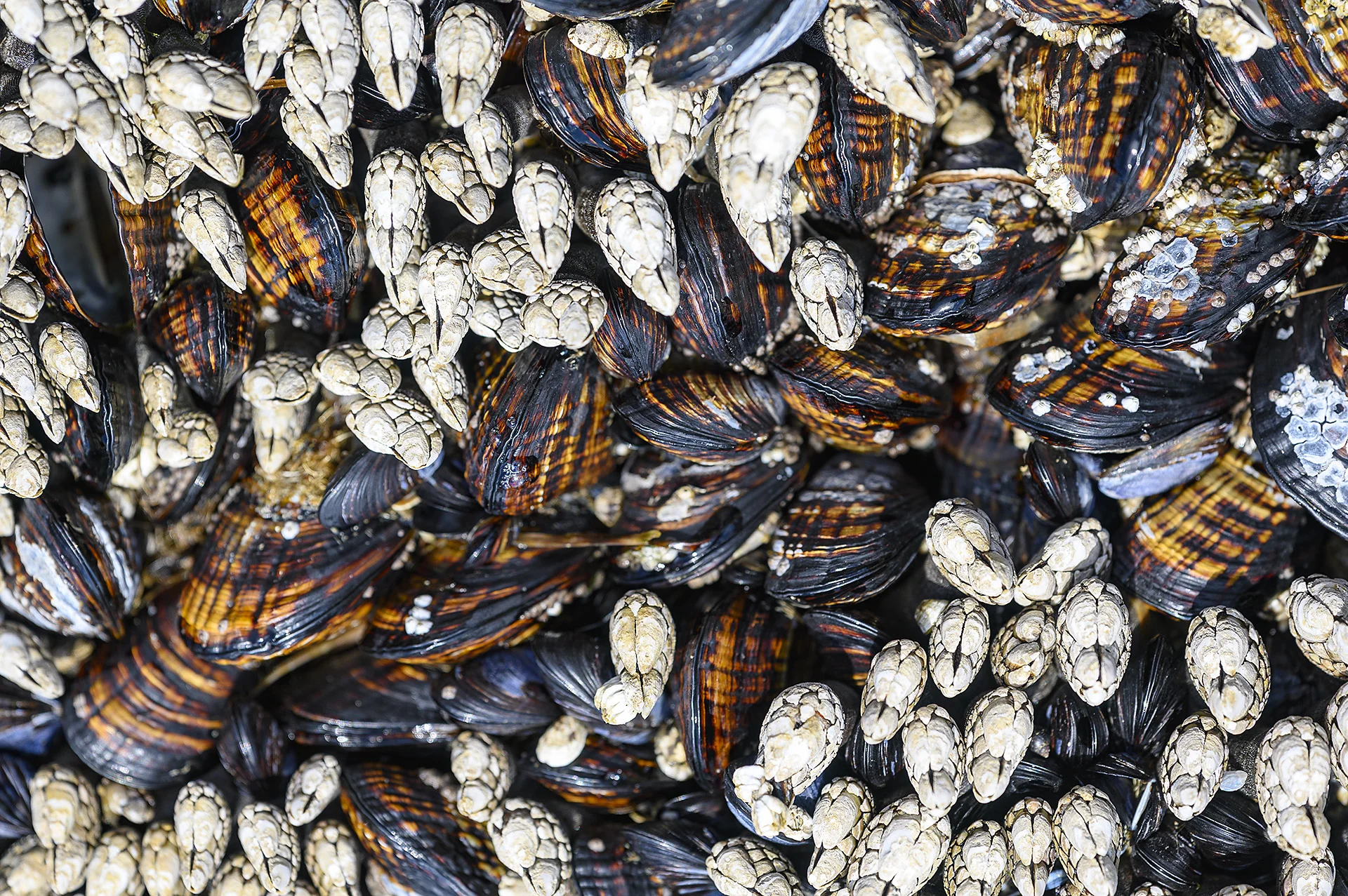 Mussels &amp; Barnacles