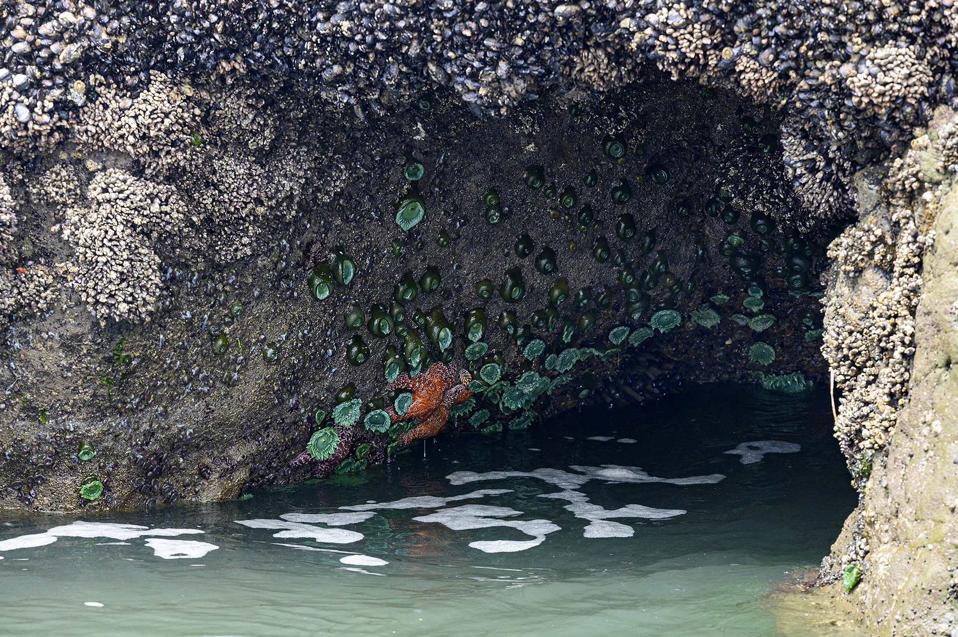 Seastars &amp; Anemones