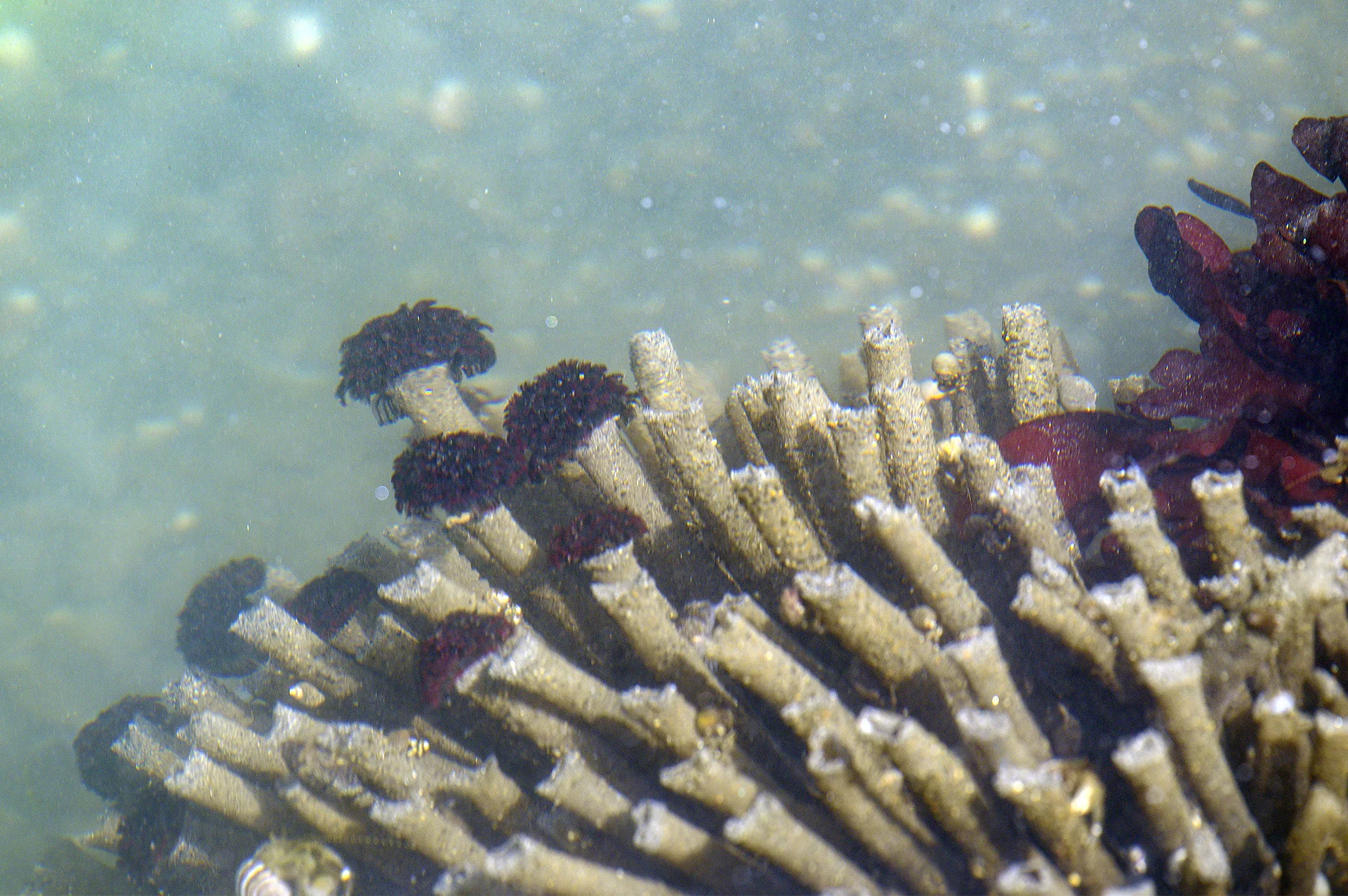 Tube Worms