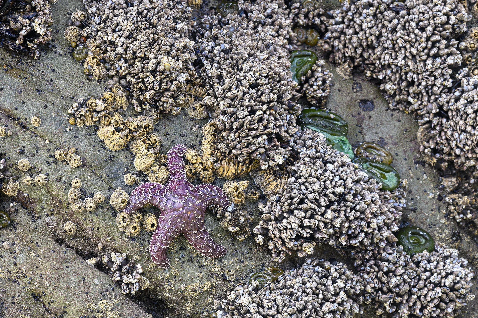 Seastar &amp; Barnacles