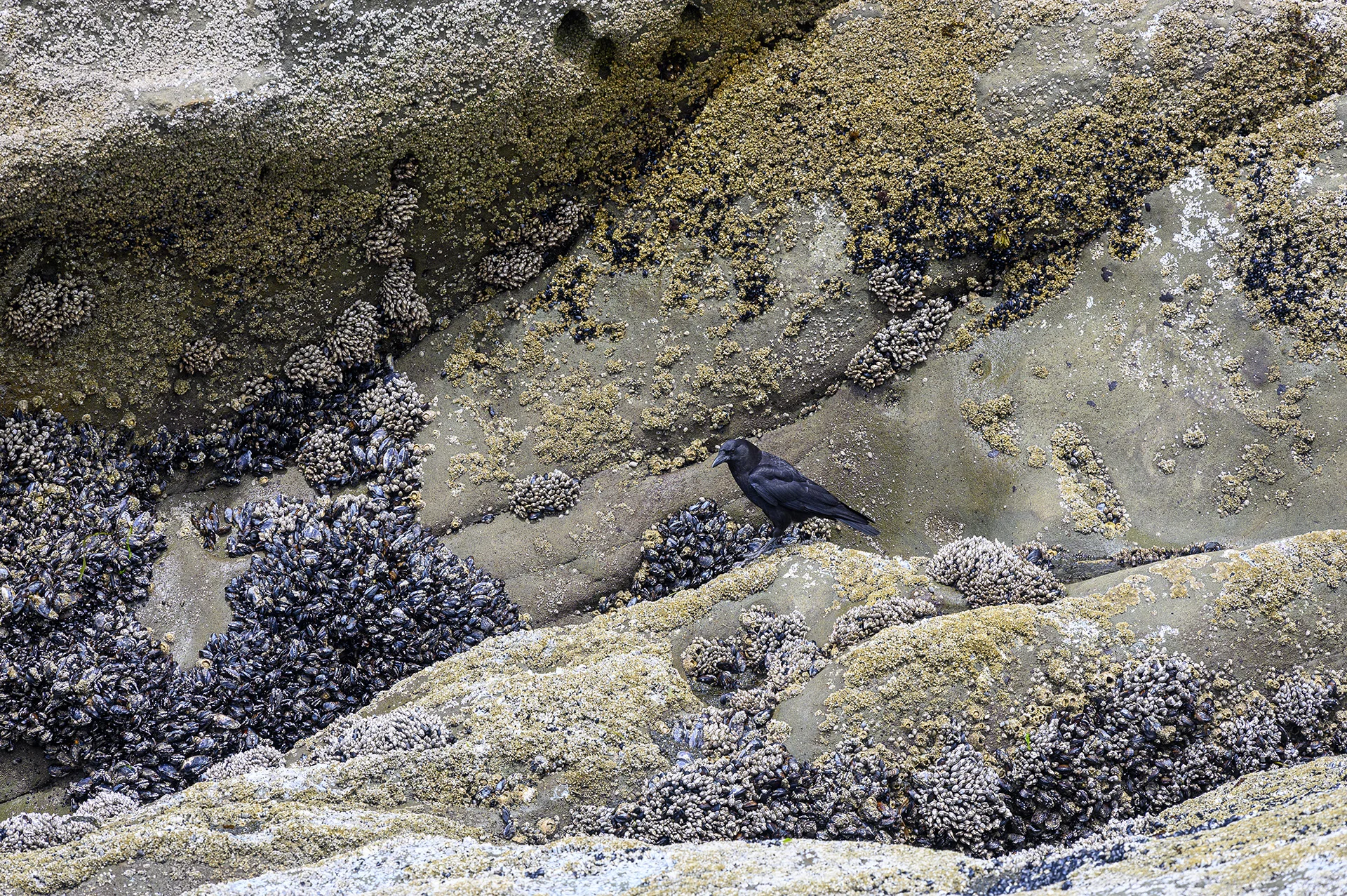 Crow, Barnacles &amp; Mussels