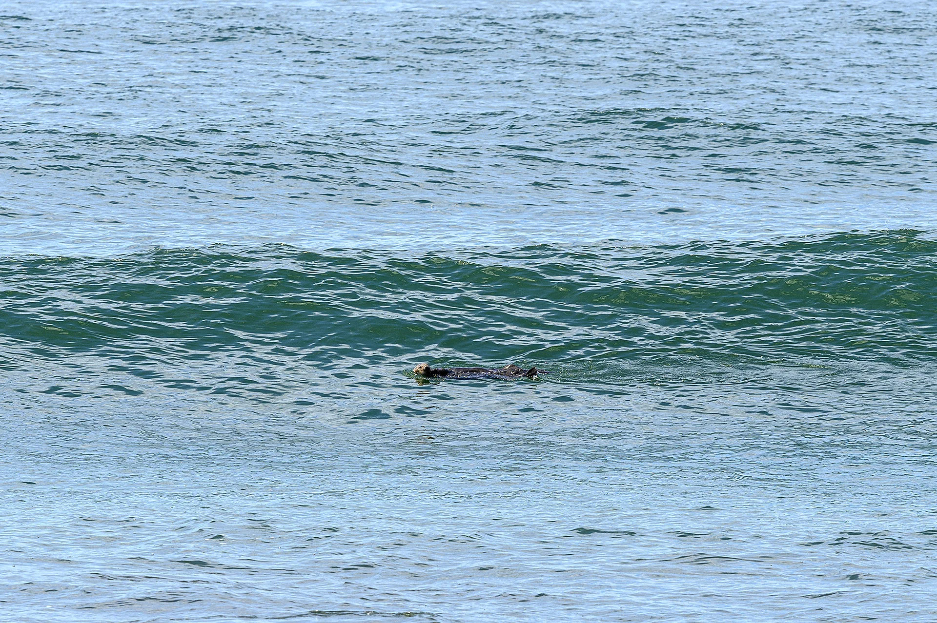 Sea Otter