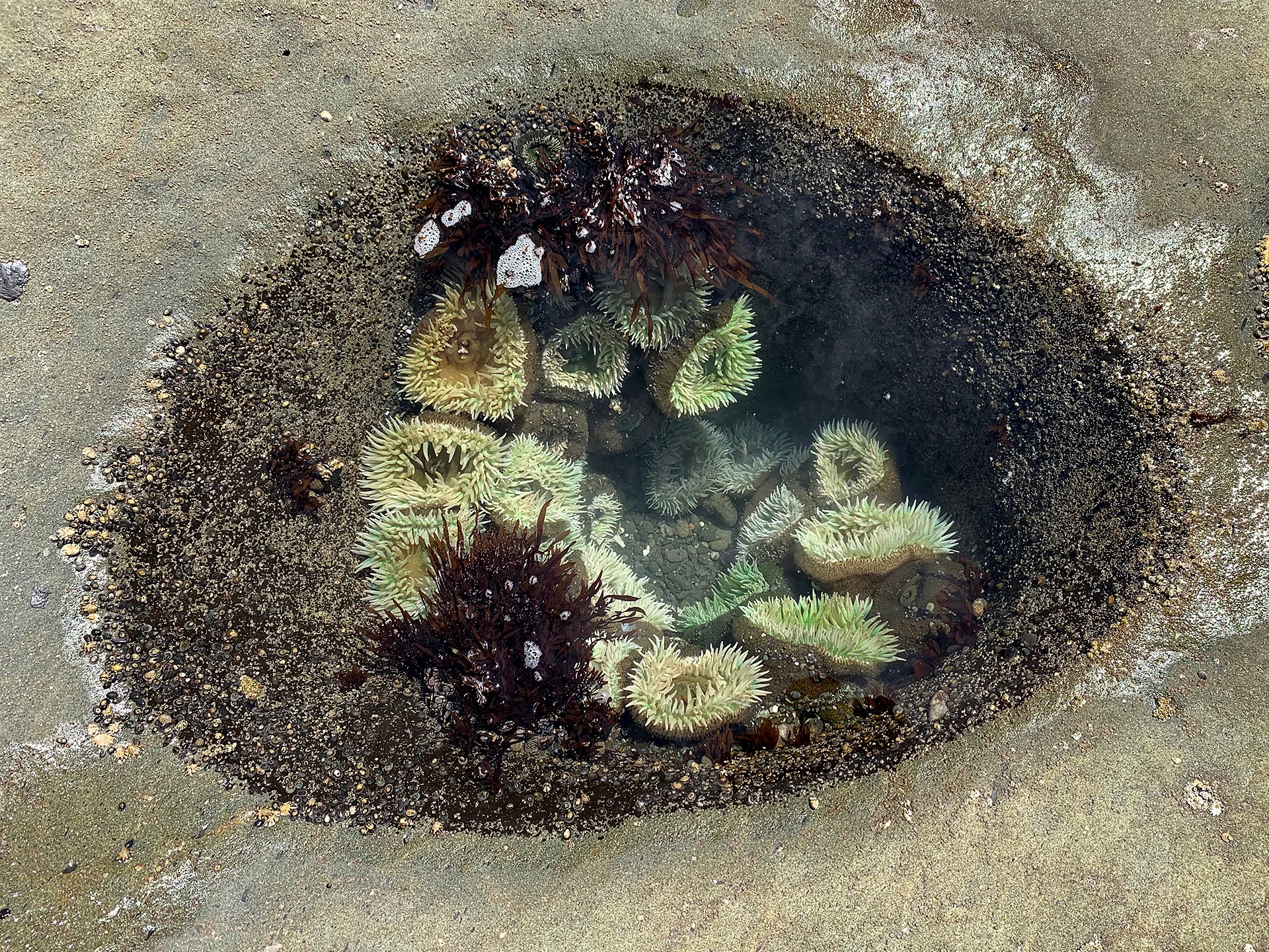 Tidal Pool