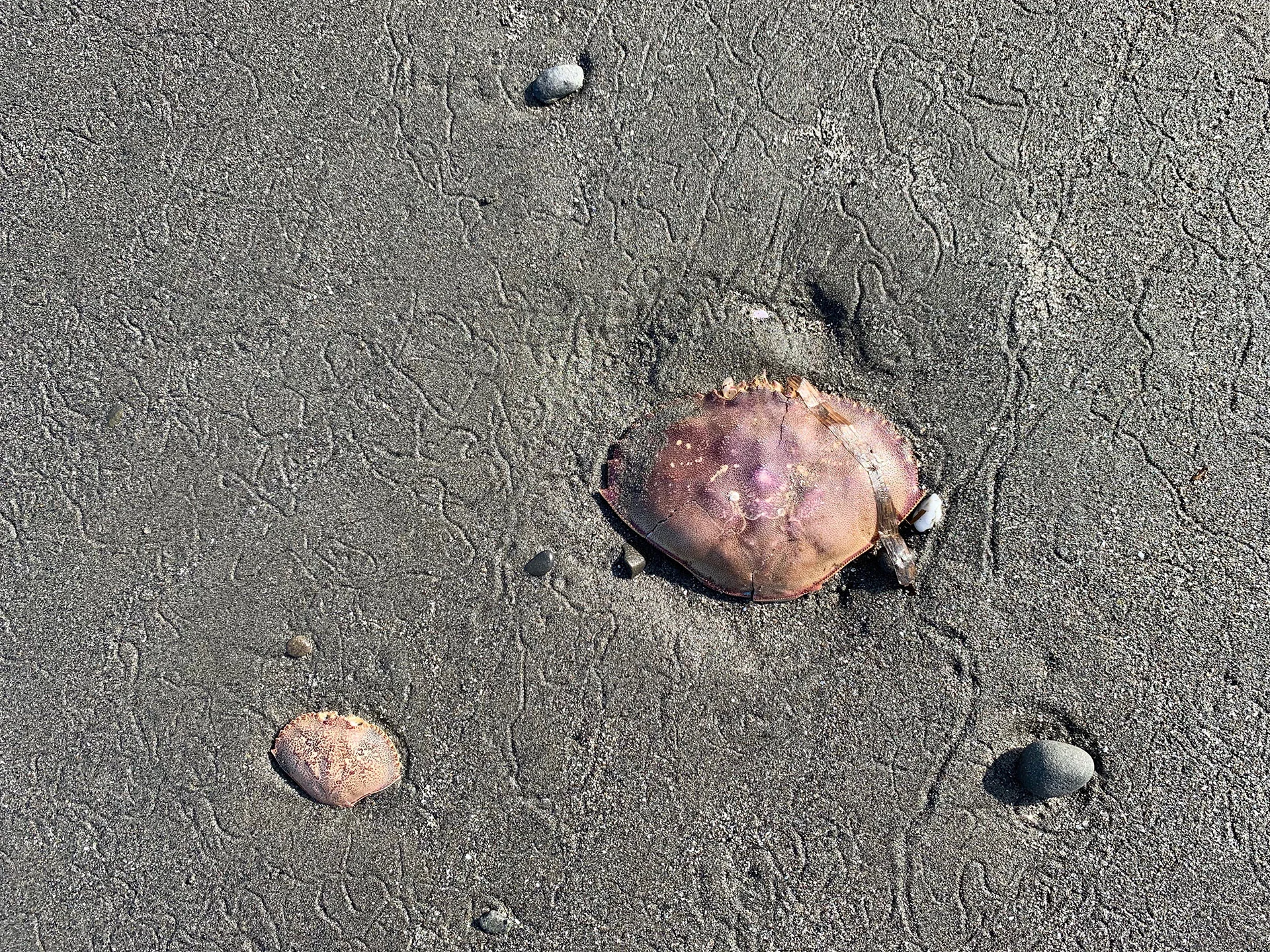 Crab Shells &amp; Critter Trails