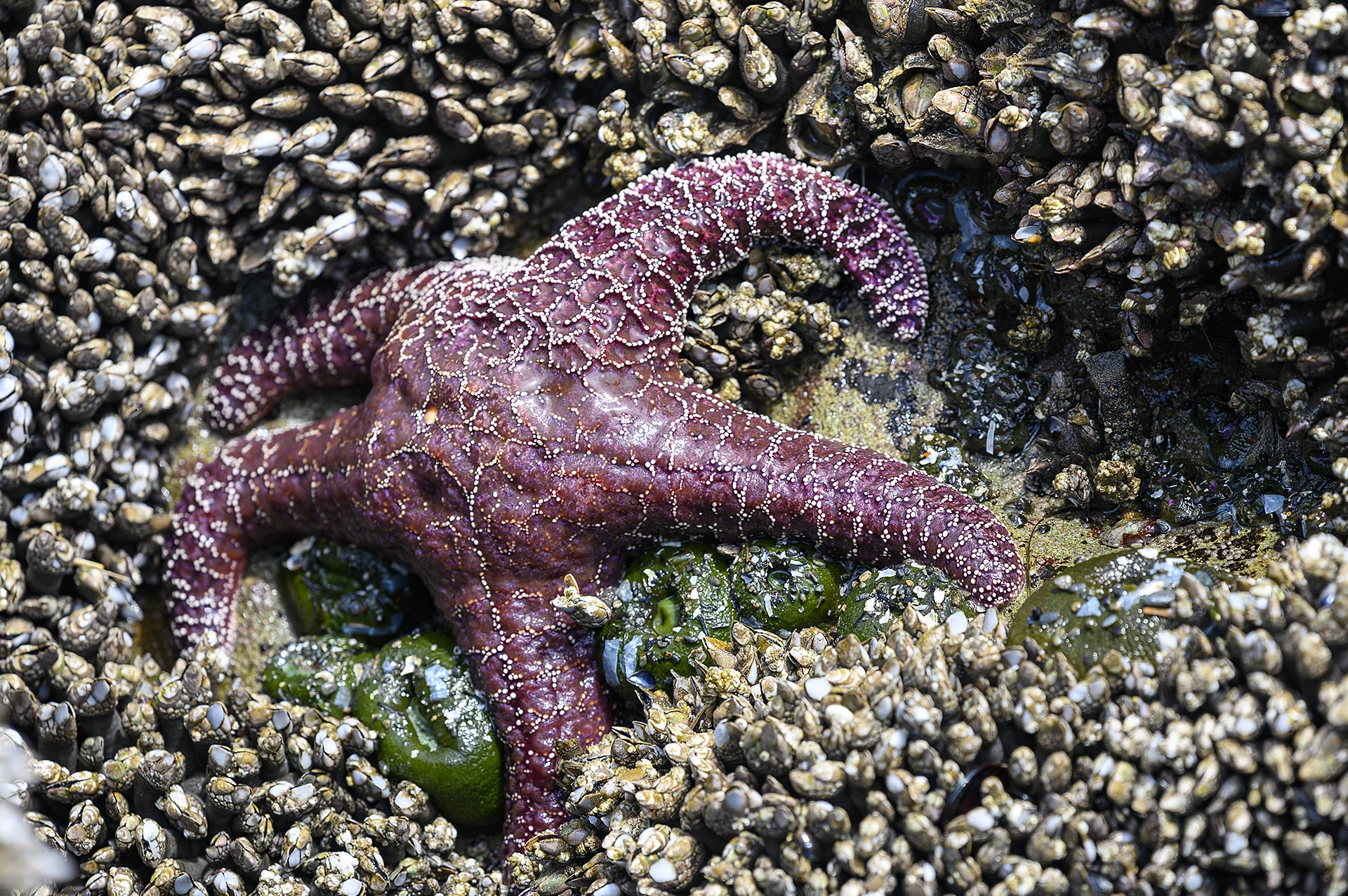Seastar