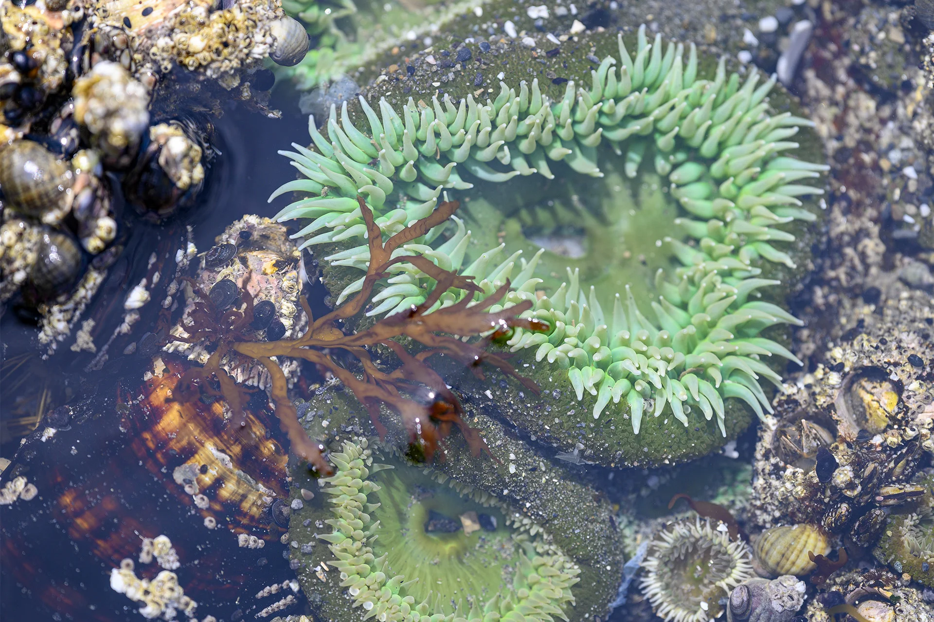 Anemones
