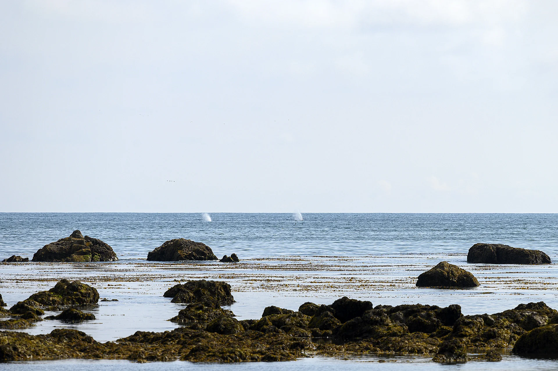 Humpback Whales Spouting