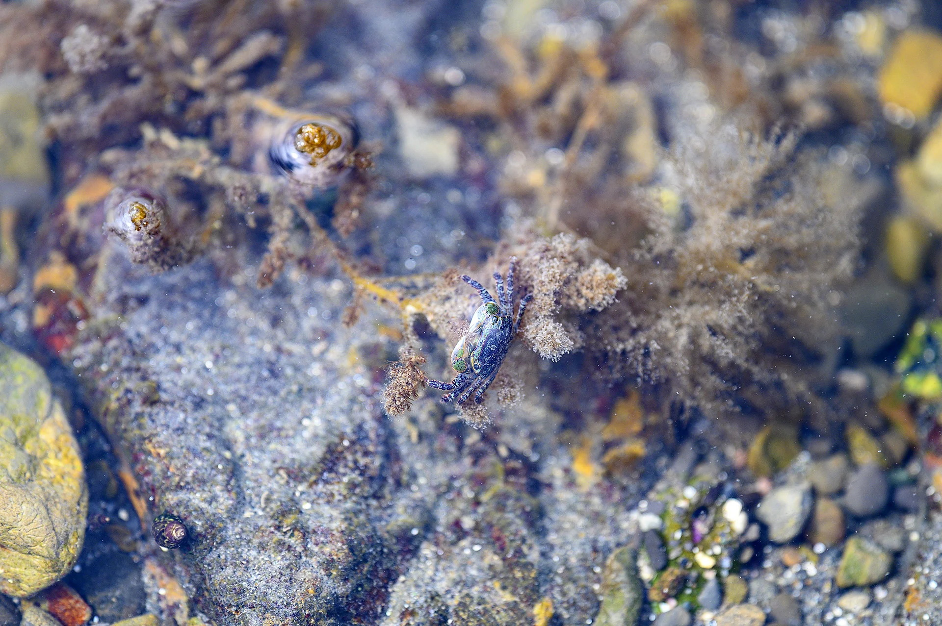 Wee Crab