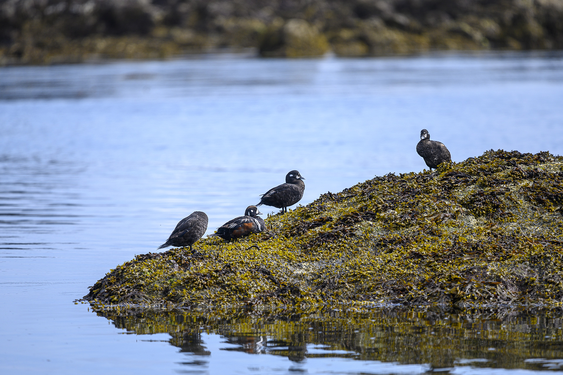 Harlequin Ducks 