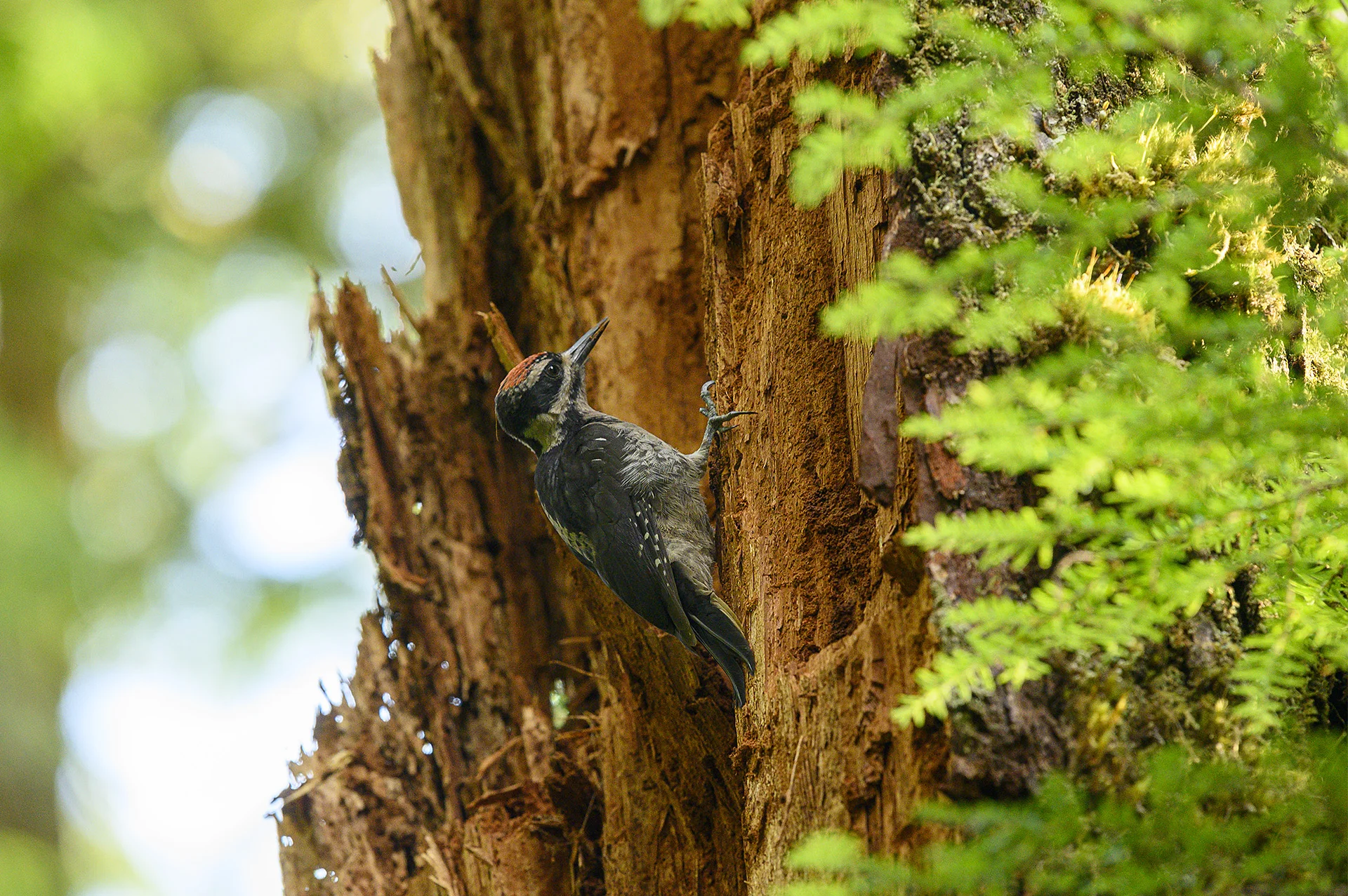 Yellow-bellied Sapsucker