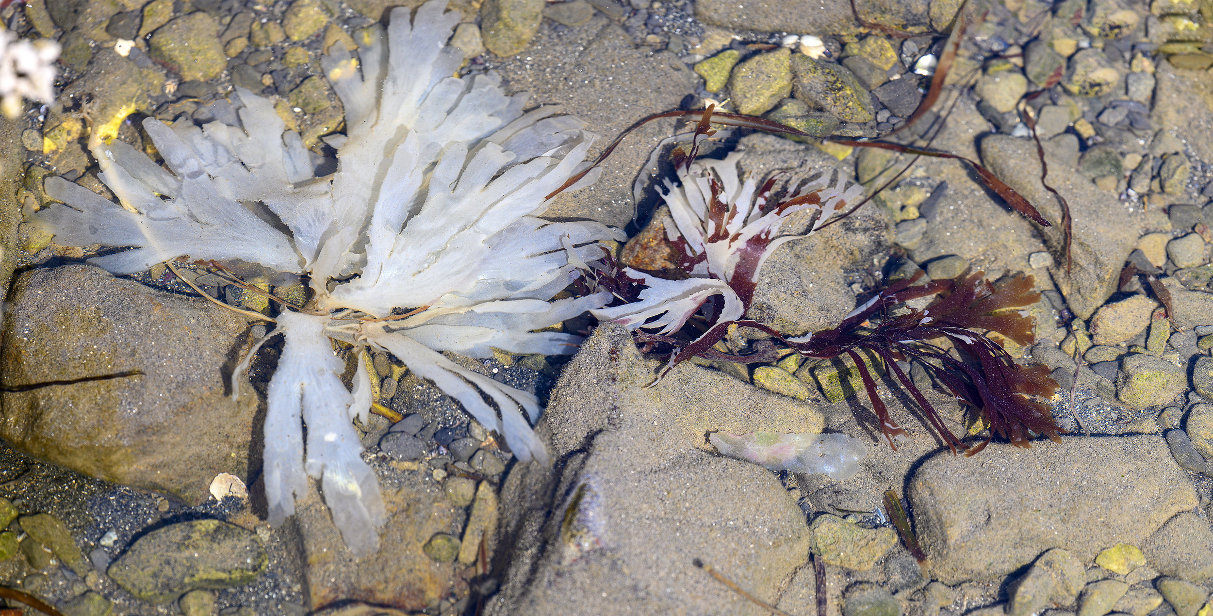 Bleaching Seaweed