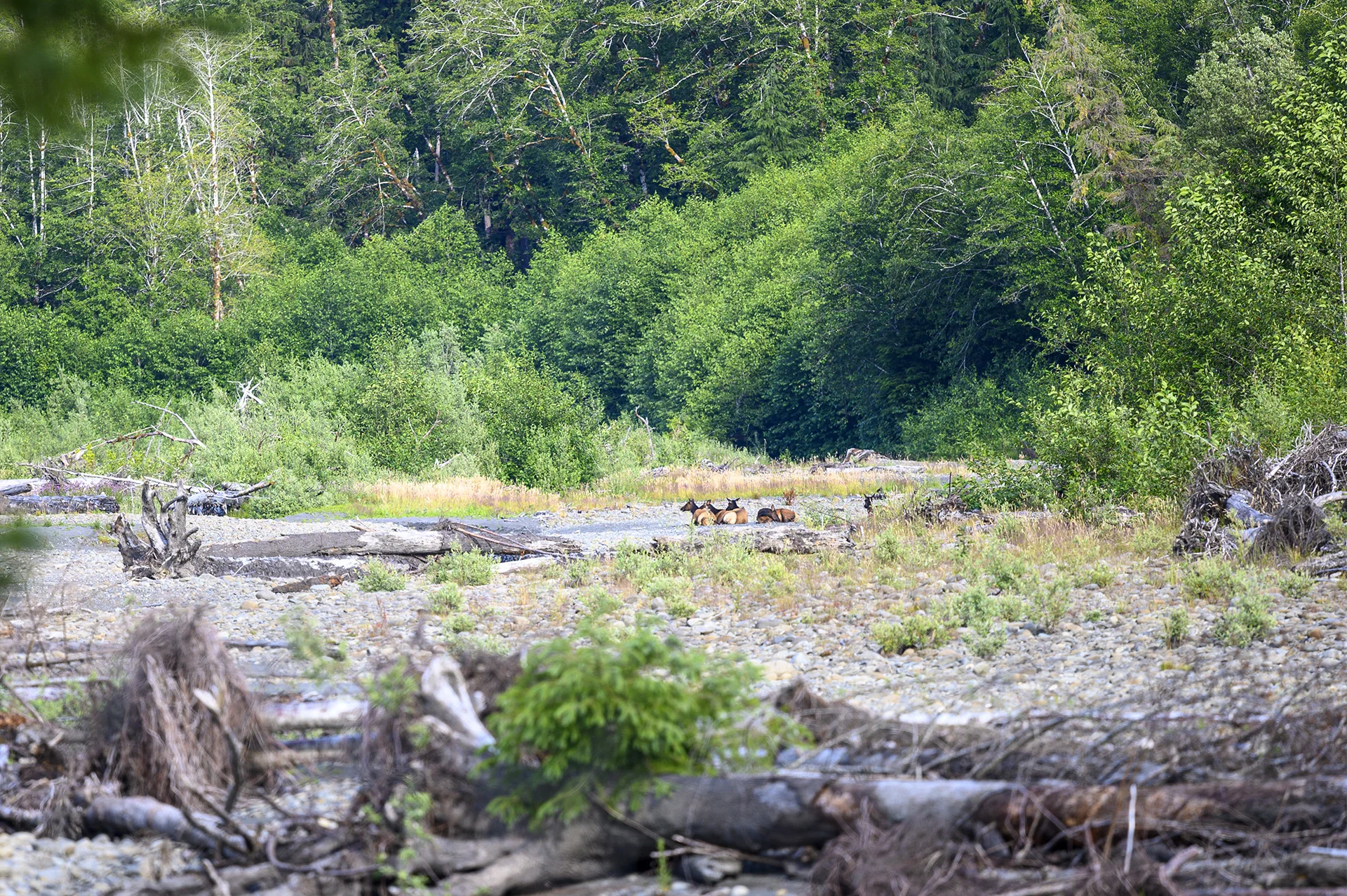 Roosevelt elk