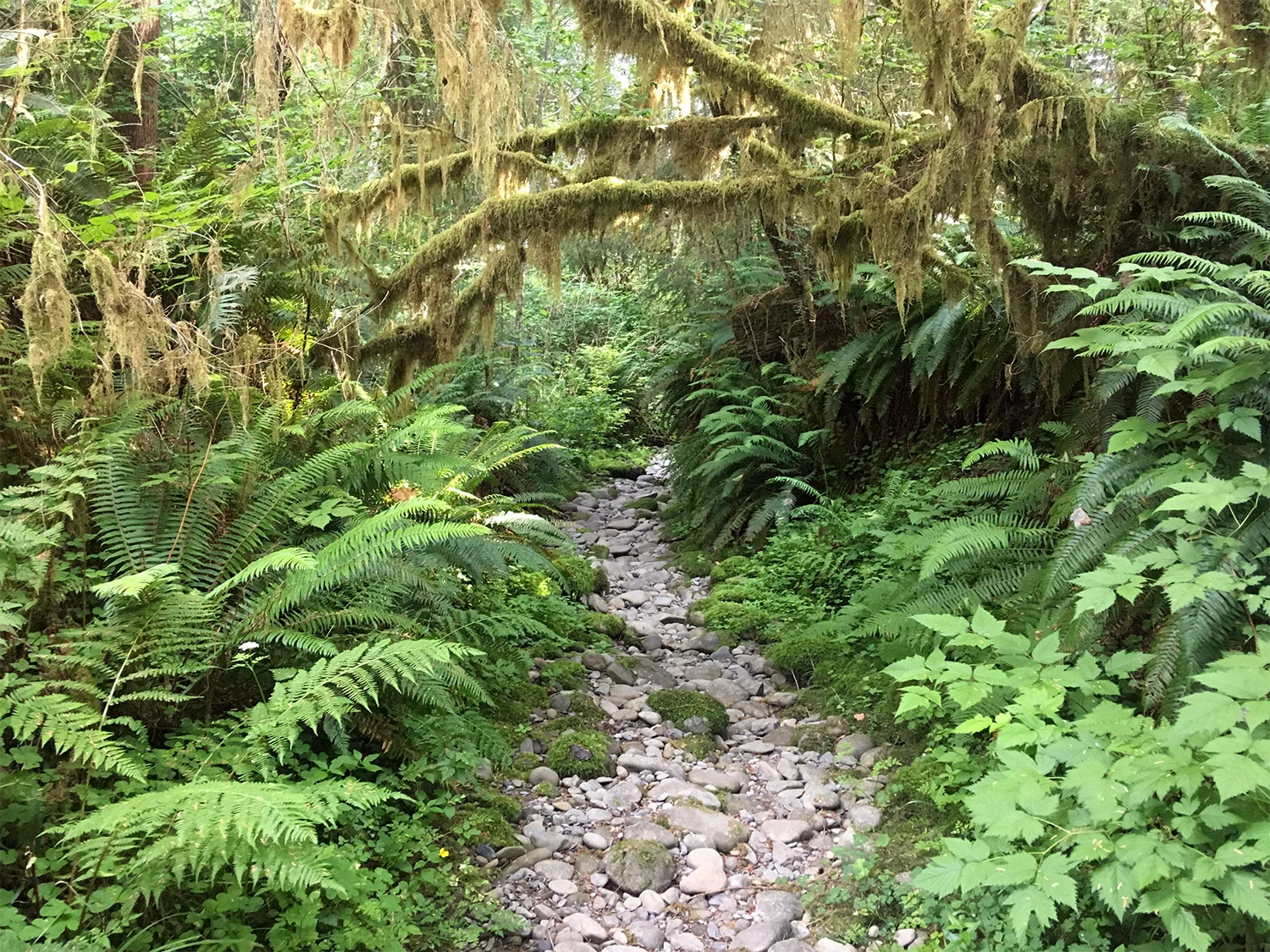 Rock Trail