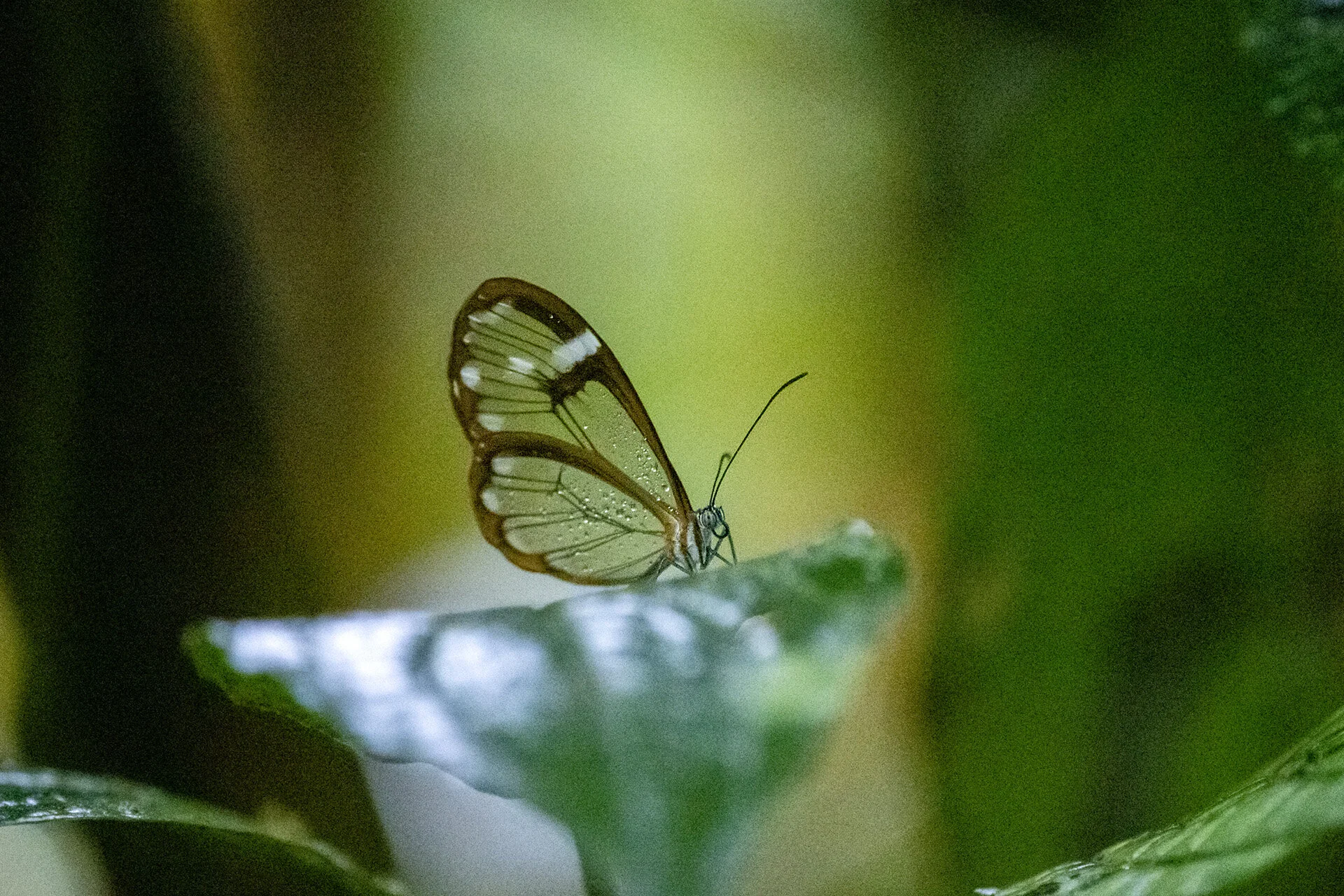 Glass-wing butterfly