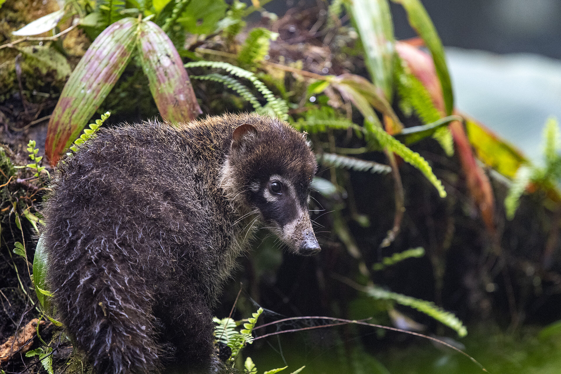 Coati