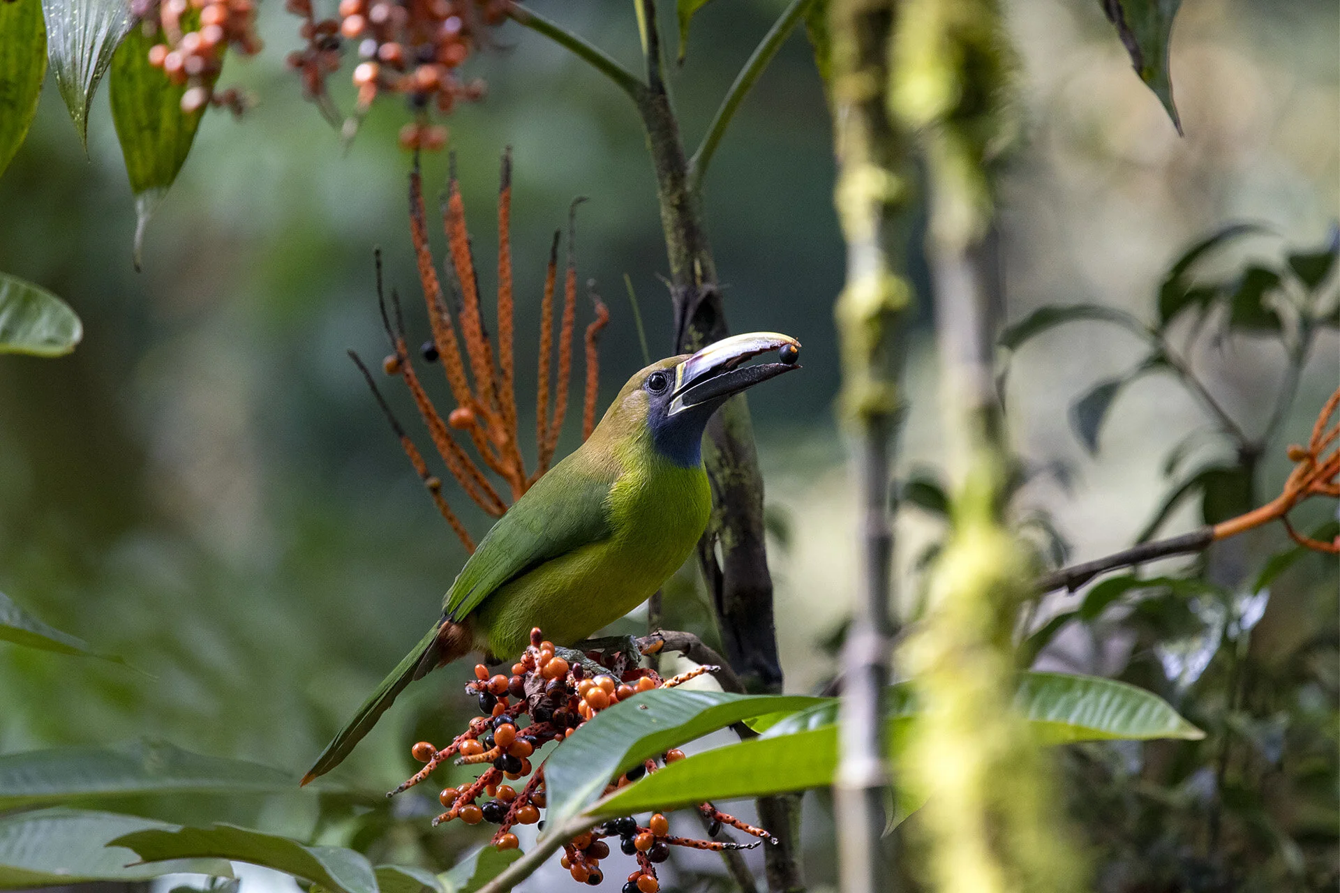 Emerald Toucanet