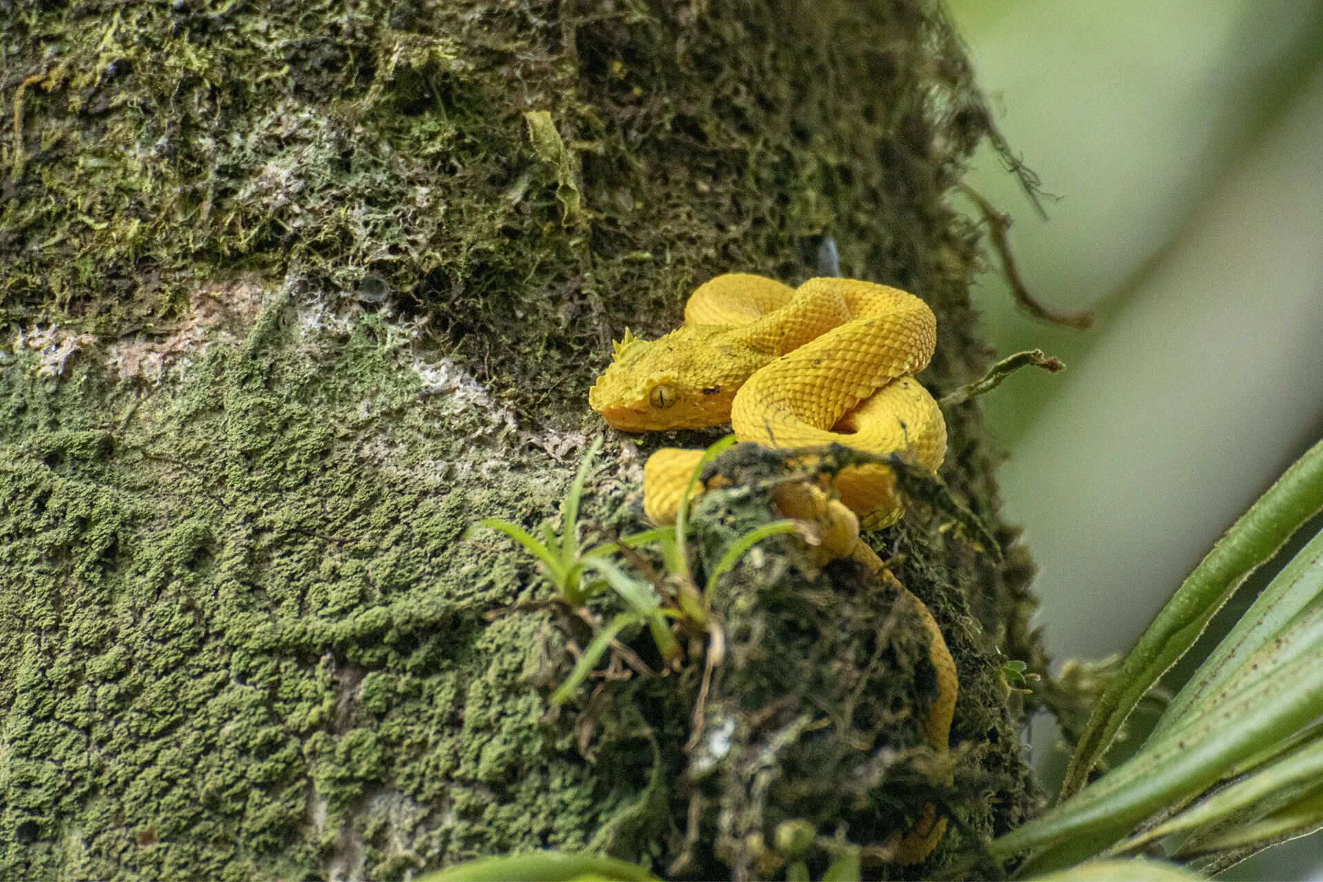 Eyelash Viper
