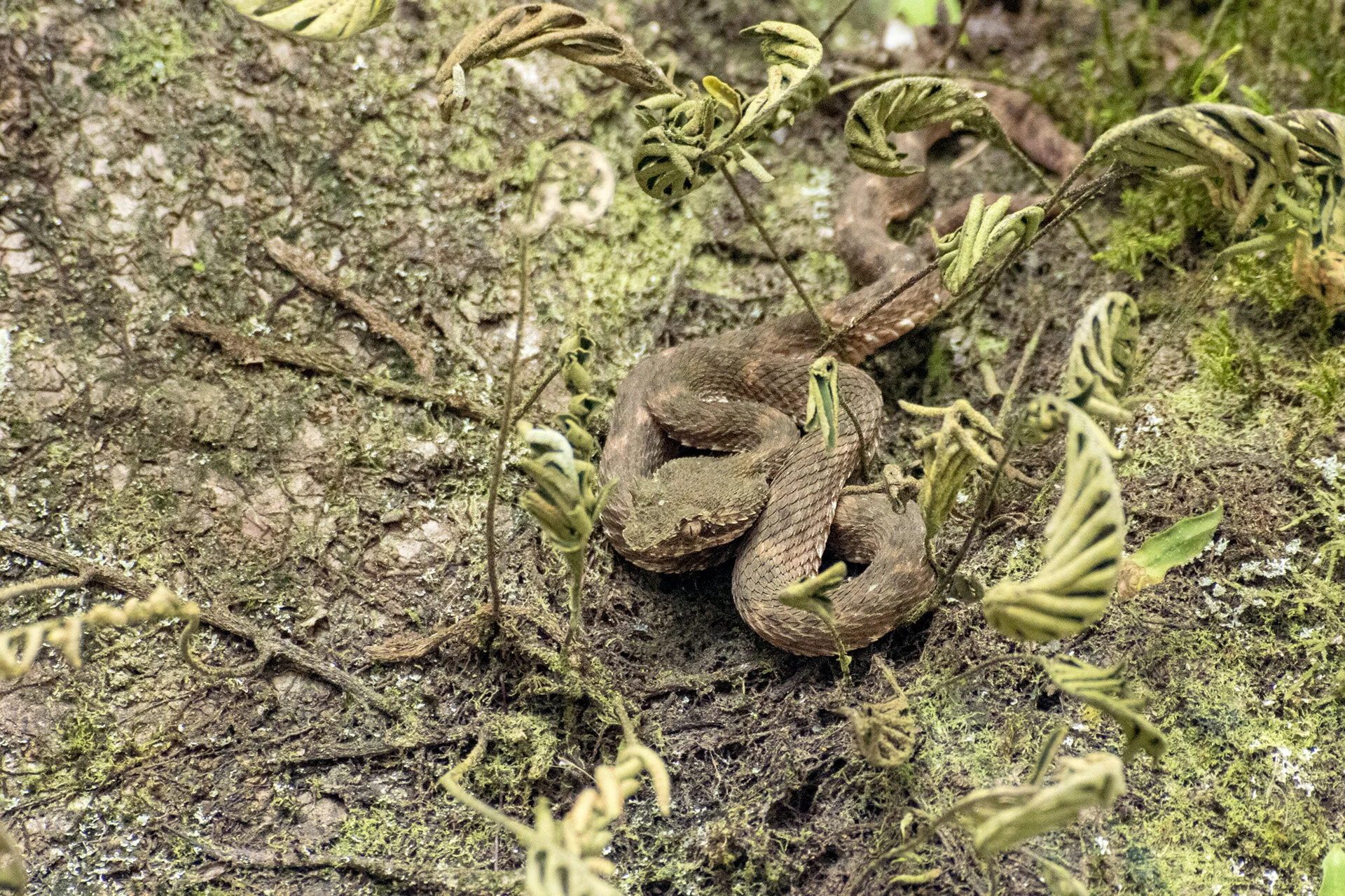 Eyelash Viper
