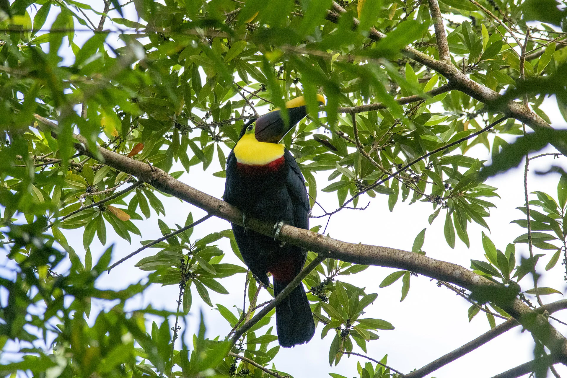 Yellow-throated Toucan