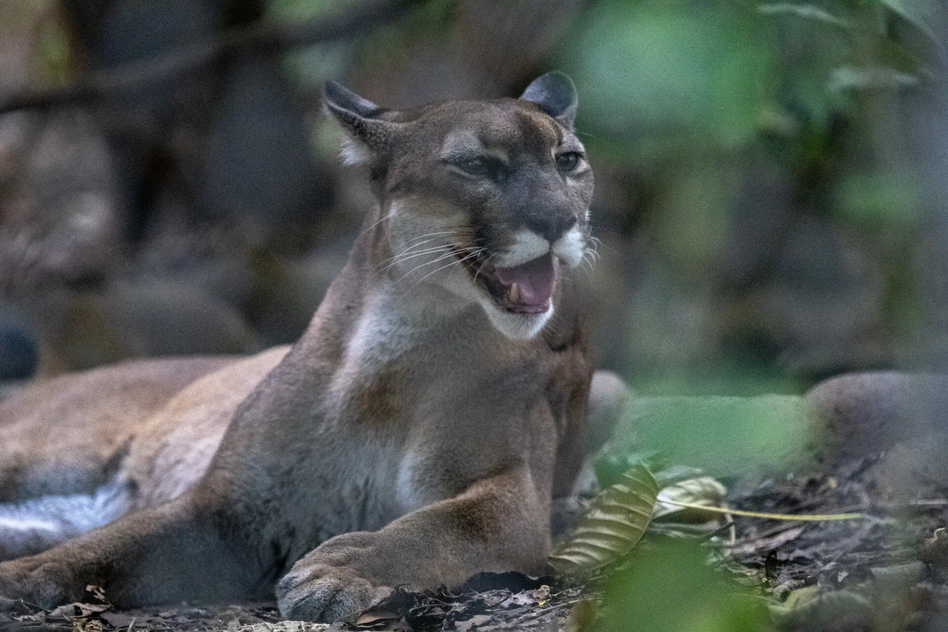Puma