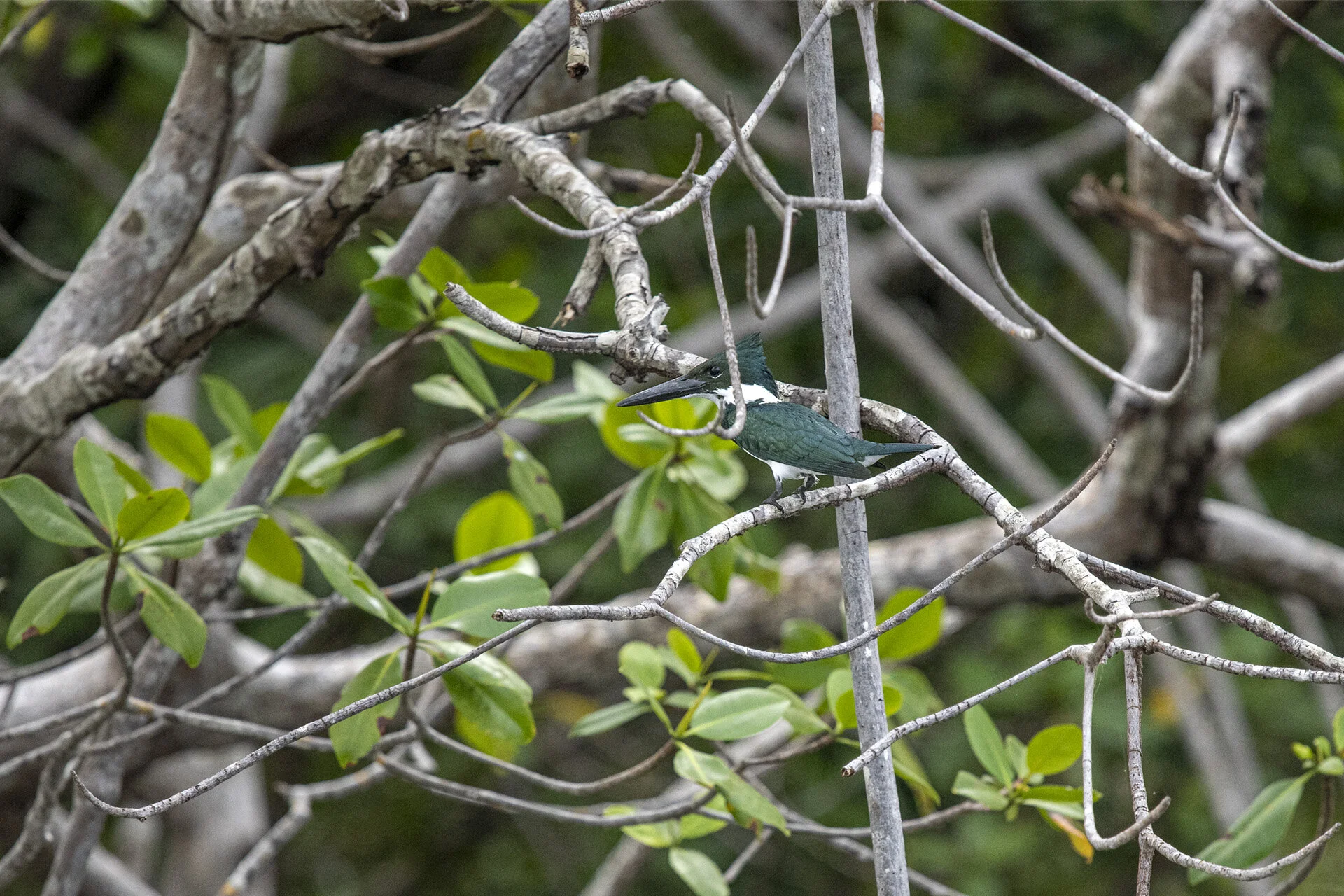 Amazon Kingfisher - Female