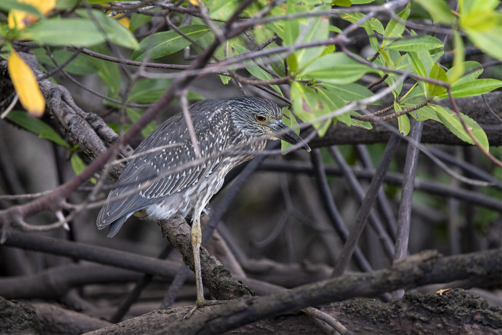 Juvenile Yellow-Crowned Night Heron
