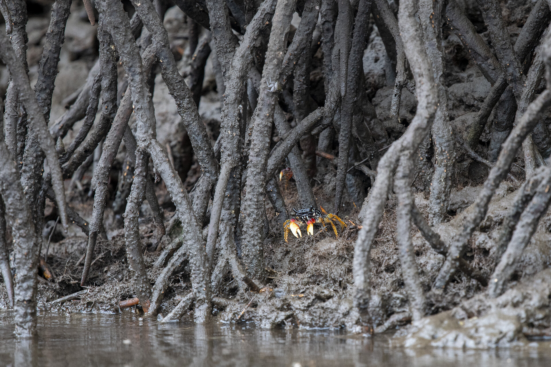 Mangrove Crab