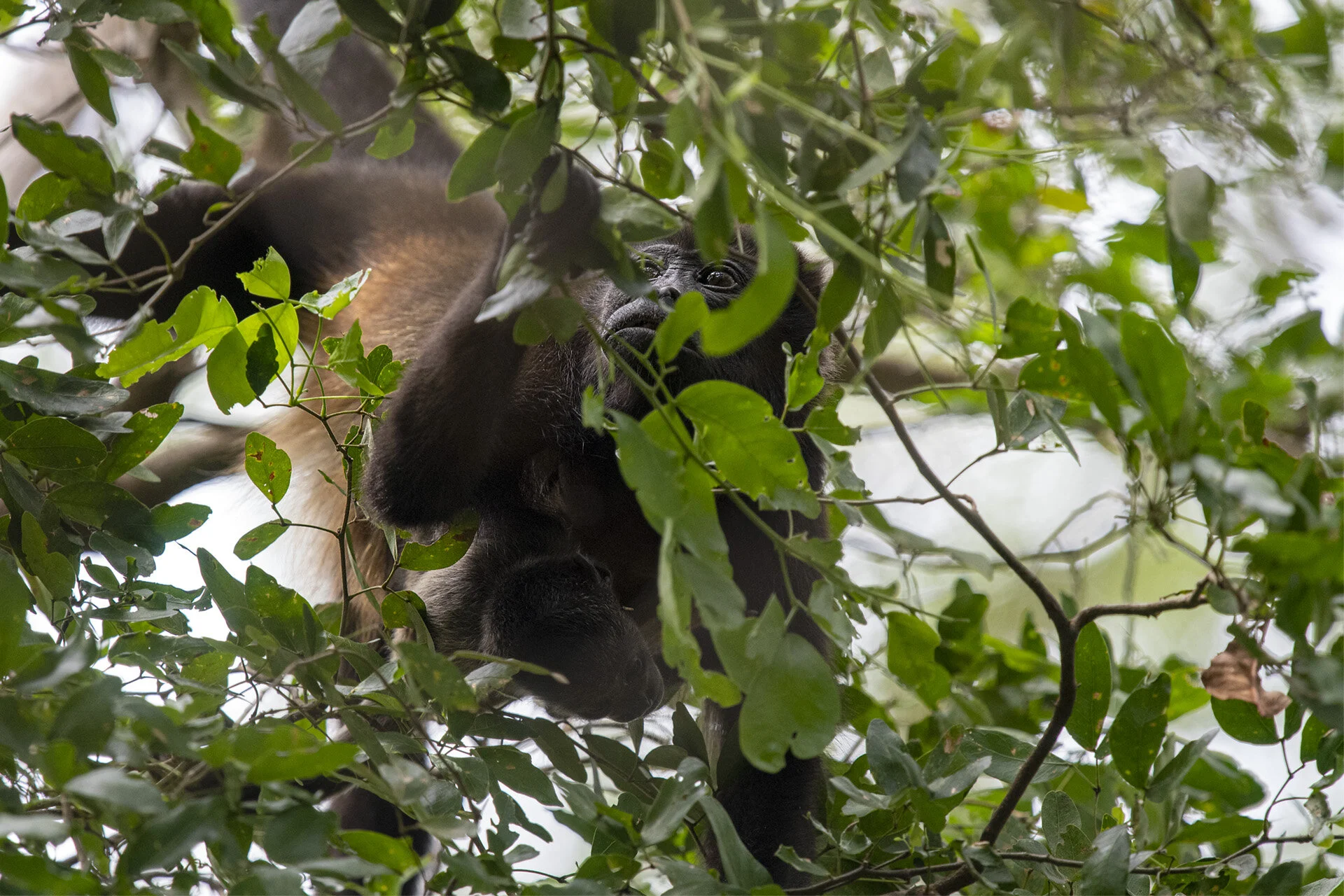 Howler Monkey - mom with baby