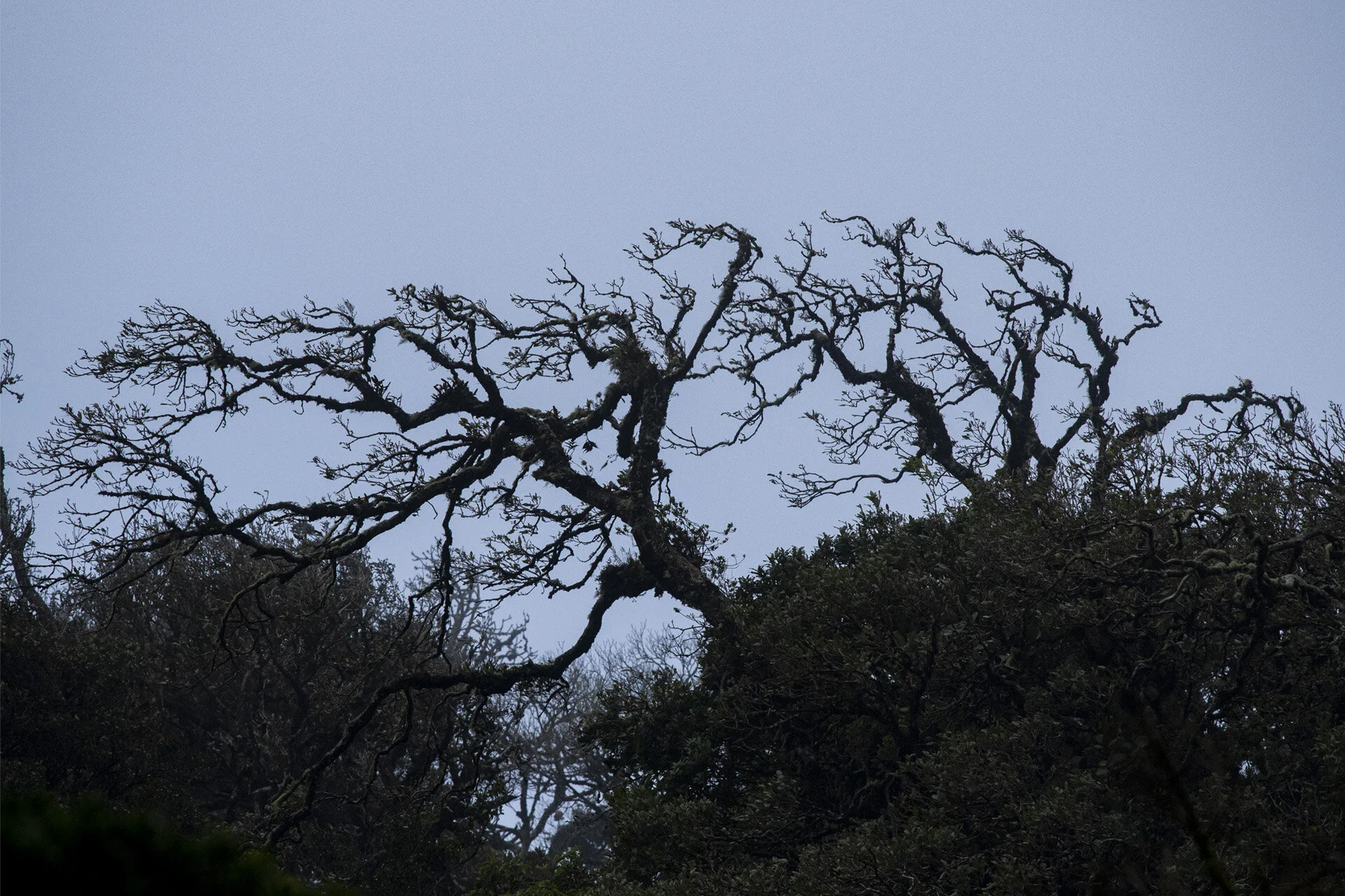 Ents