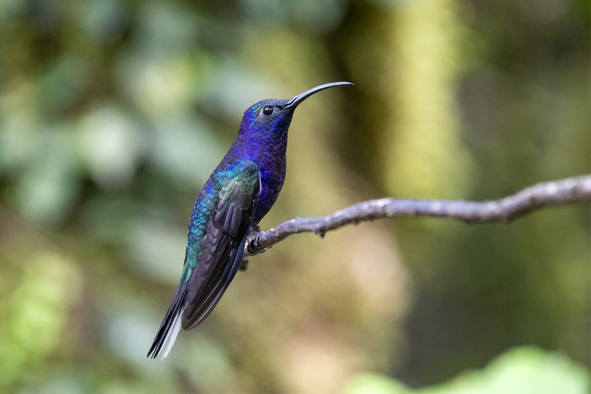 Violet Sabrewing