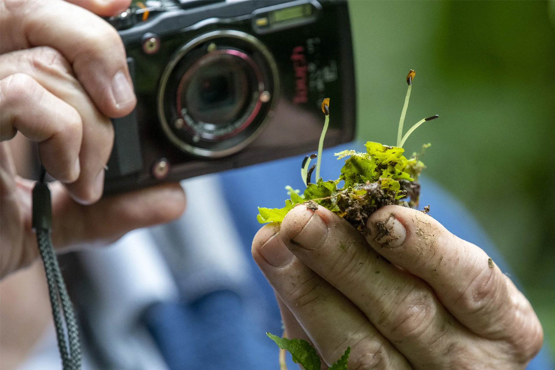 Bill and Liverworts