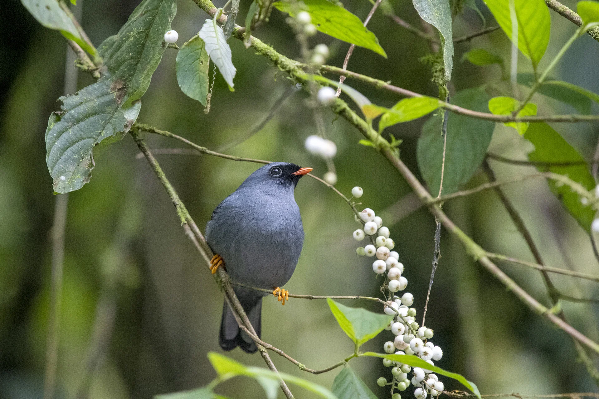 Black-faced Solitare