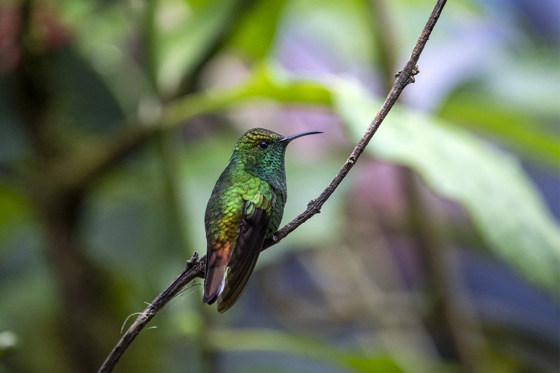 Copper-headed Emerald