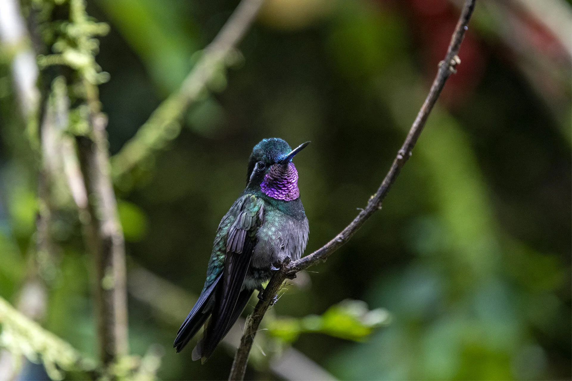 Purple-throated Mountain Gem - Male