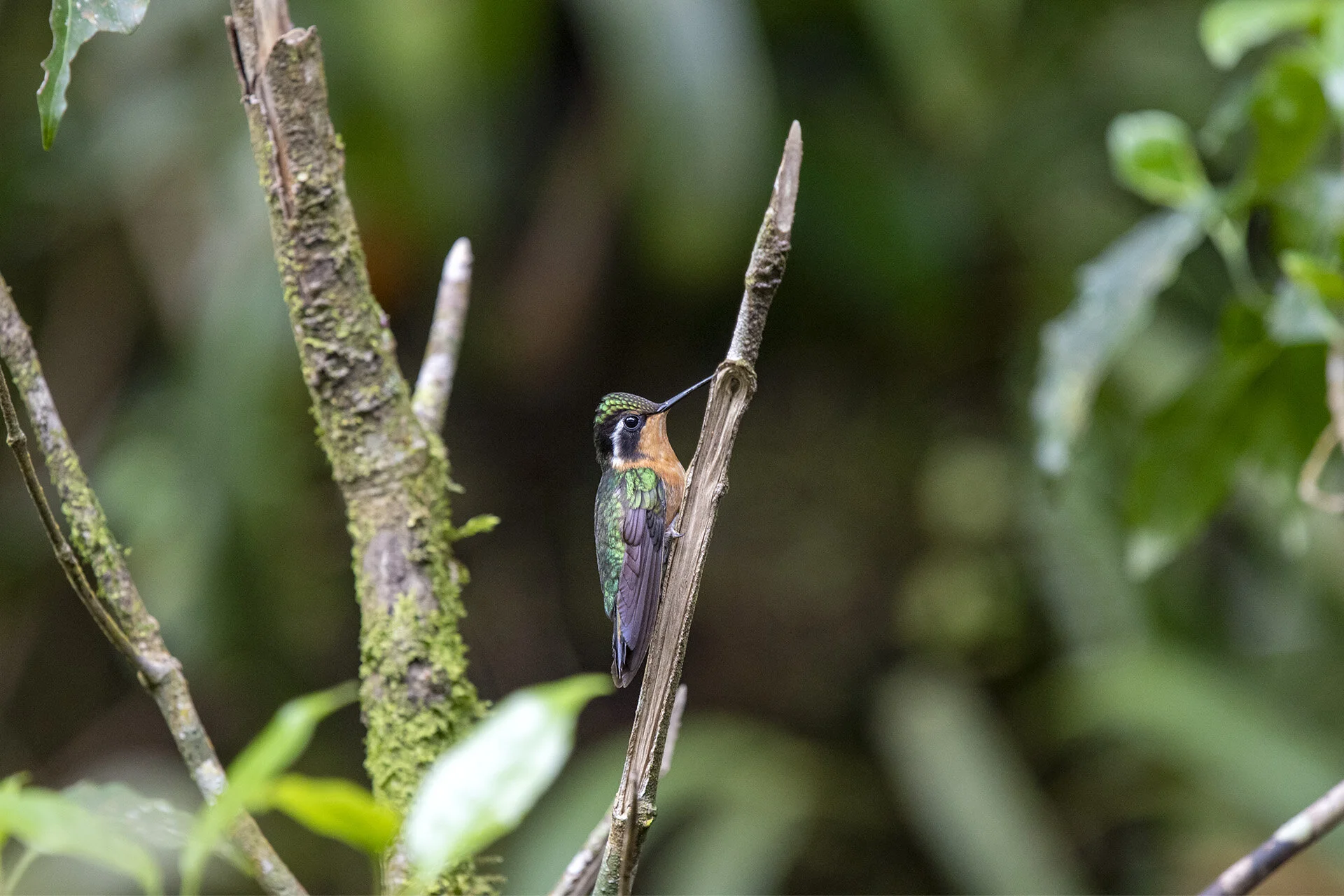 Purple-throated Mountain Gem - Female