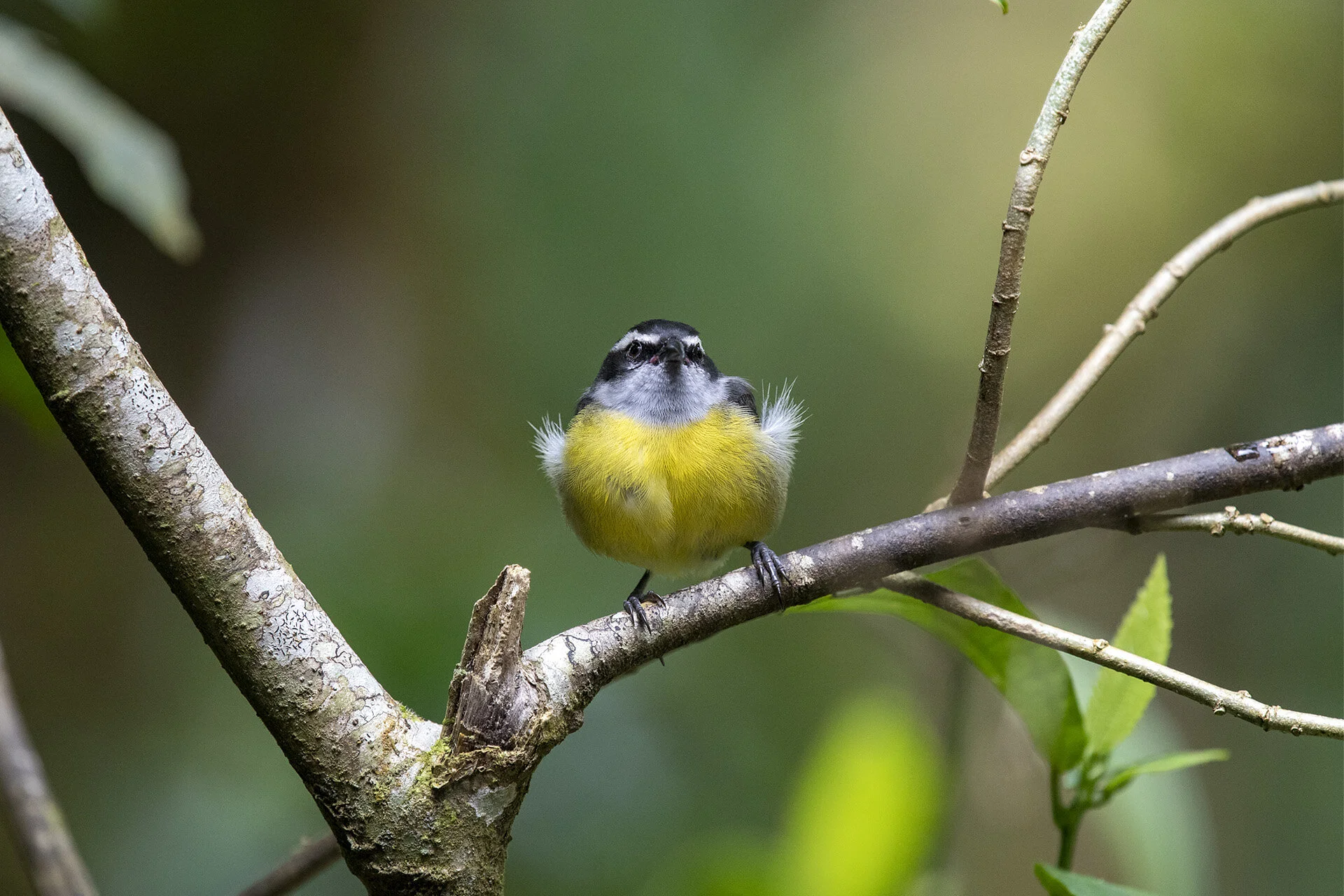 Bananaquit