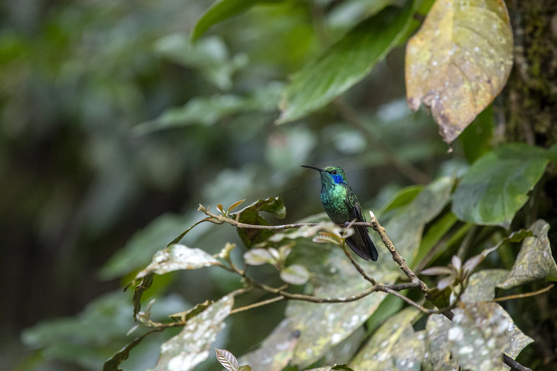 Violet-eared Hummingbird