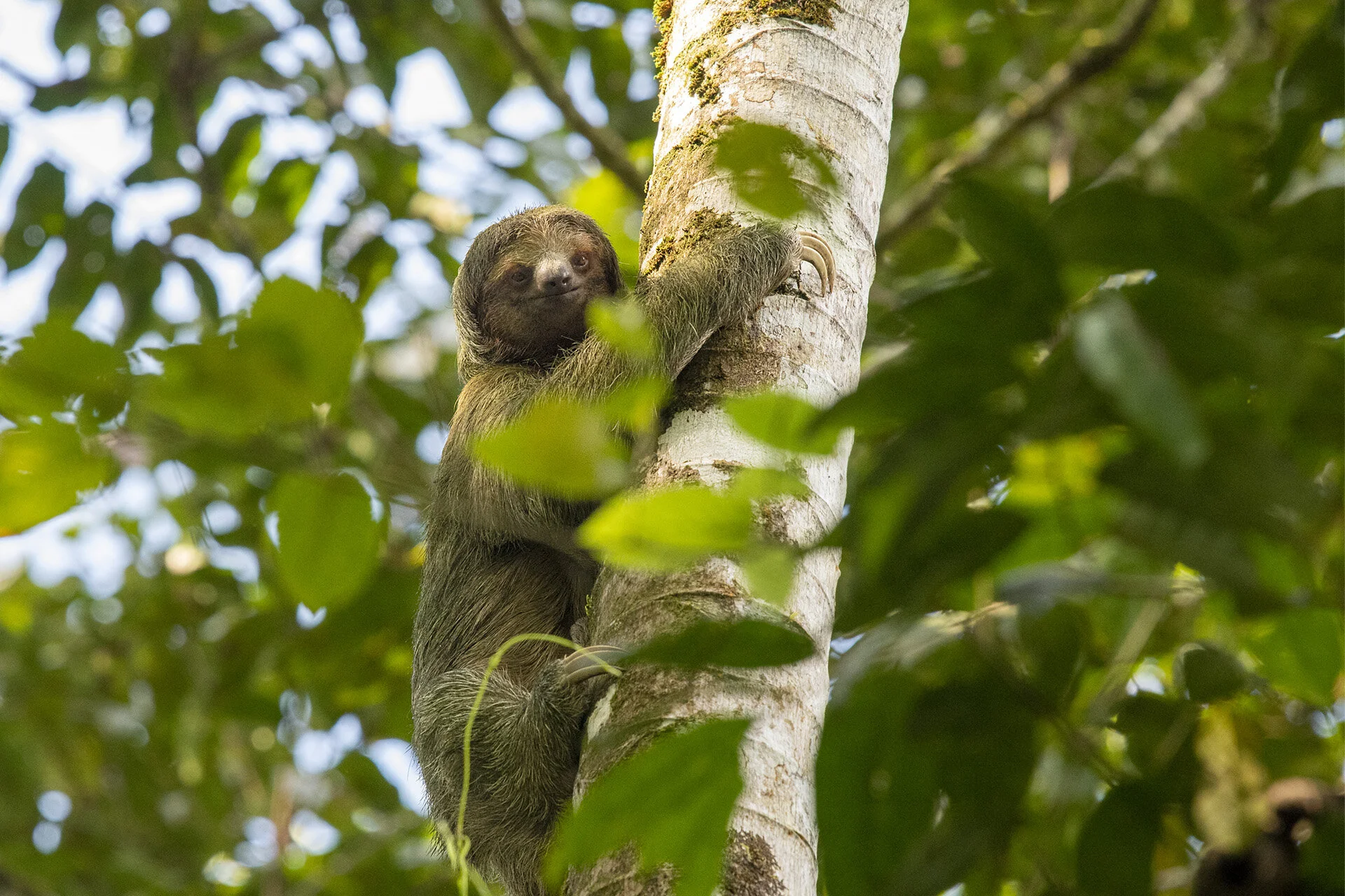 Three-toed Sloth