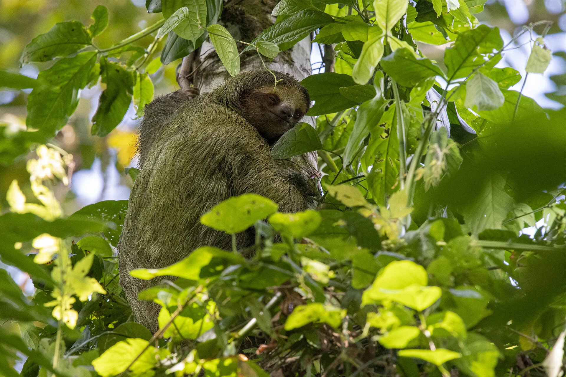 Three-toed Sloth